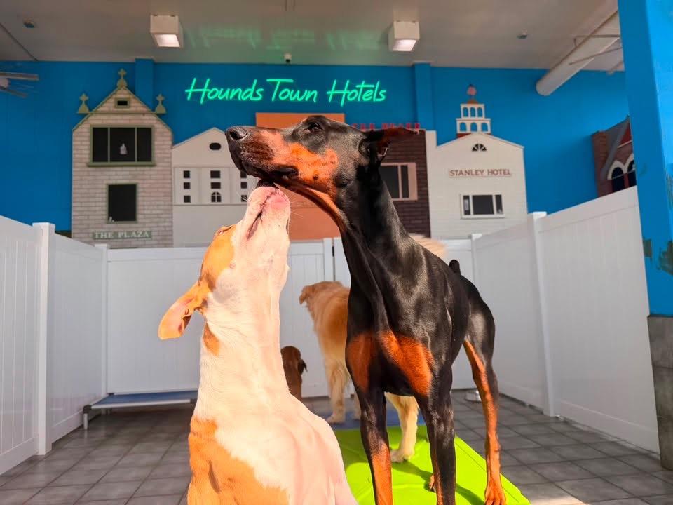 Foster Elphaba, a ADOPTABLE Doberman Pinscher in Oswego, IL image 3/6