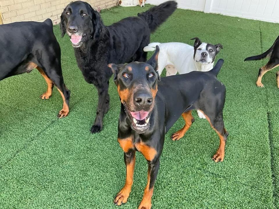 Foster Elphaba, a ADOPTABLE Doberman Pinscher in Oswego, IL image 6/6