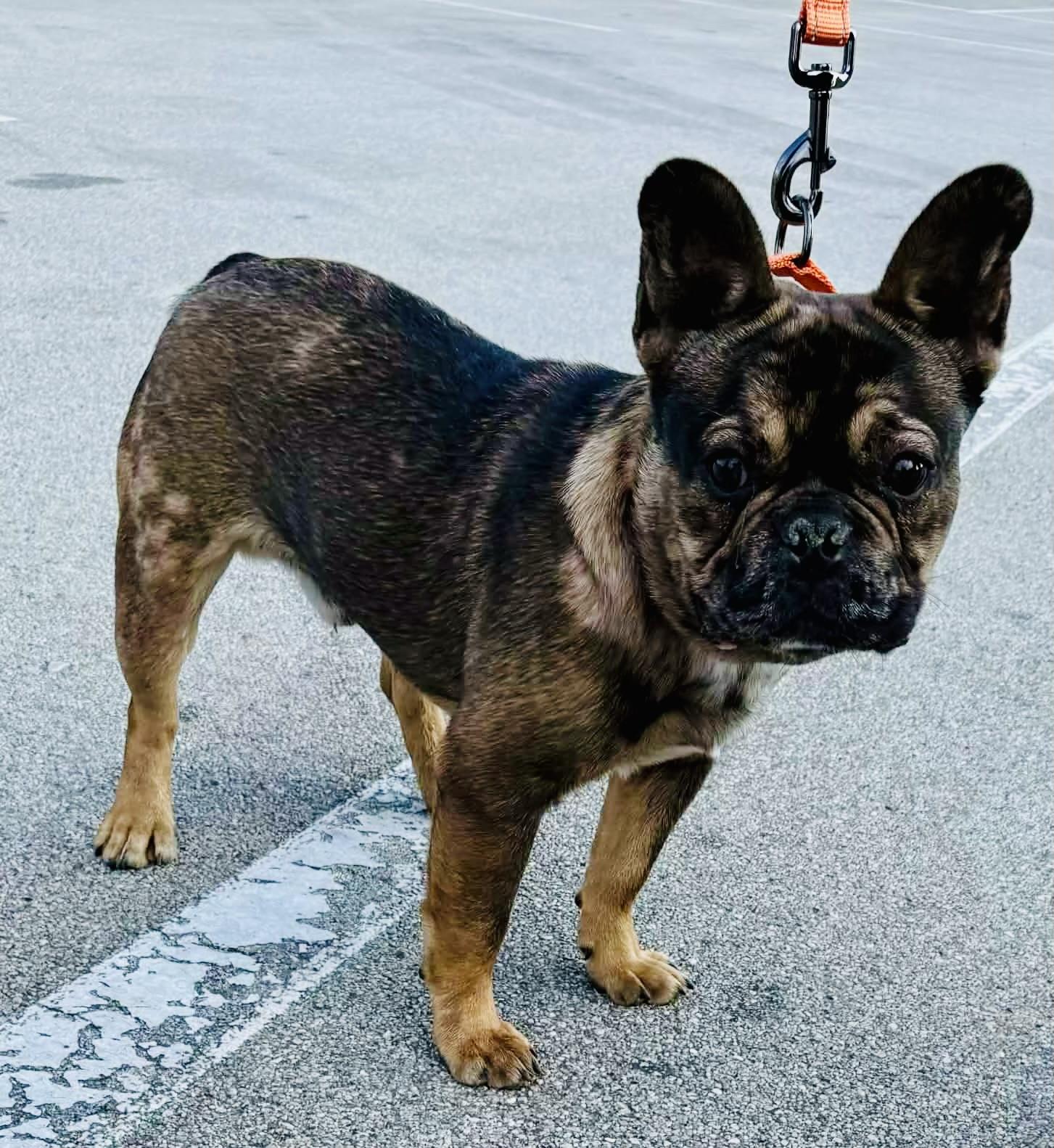 Enlarge Murphy O’Mally, an adopted French Bulldog in Knoxville, TN image 3/5