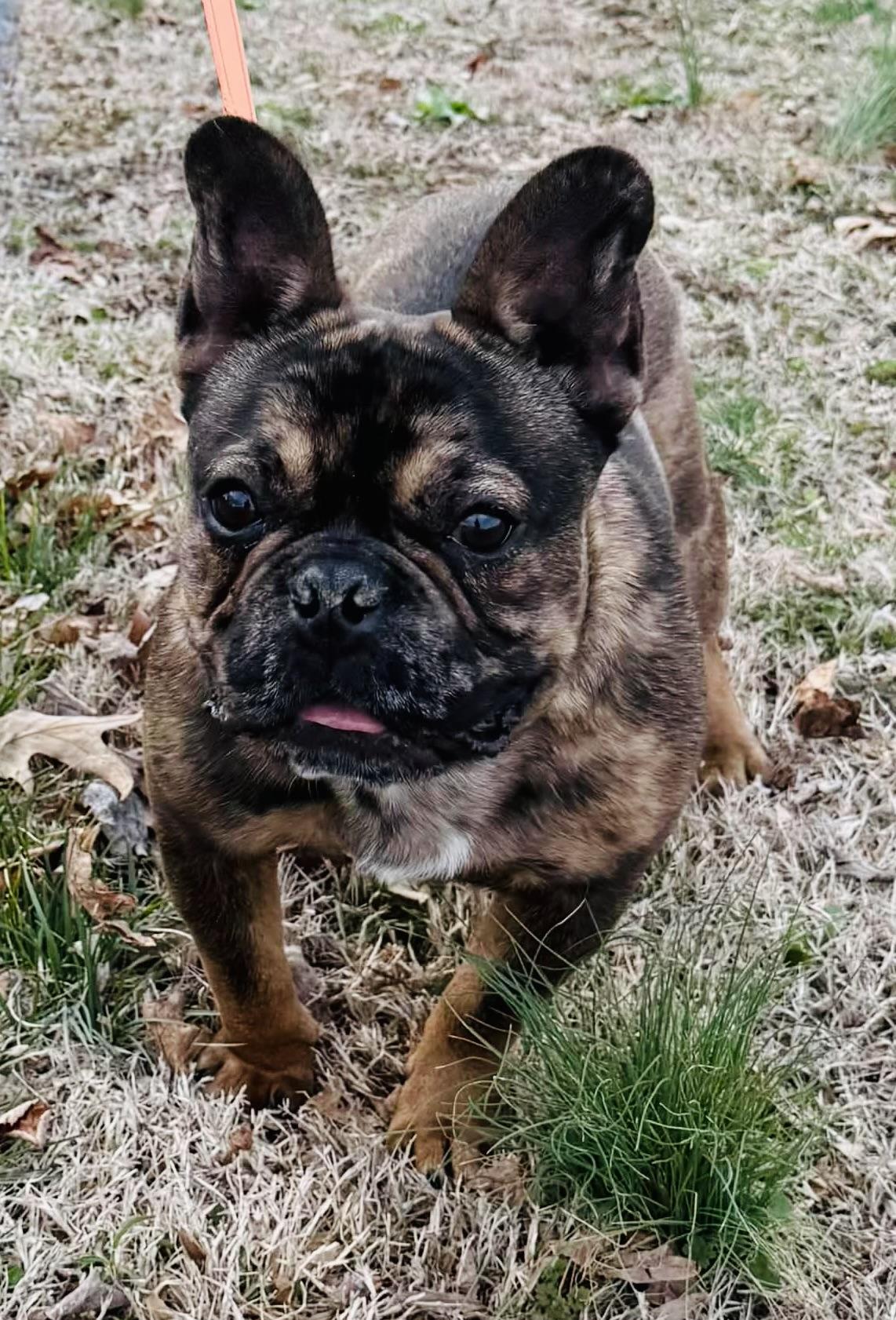 Enlarge Murphy O’Mally, an adopted French Bulldog in Knoxville, TN image 5/5