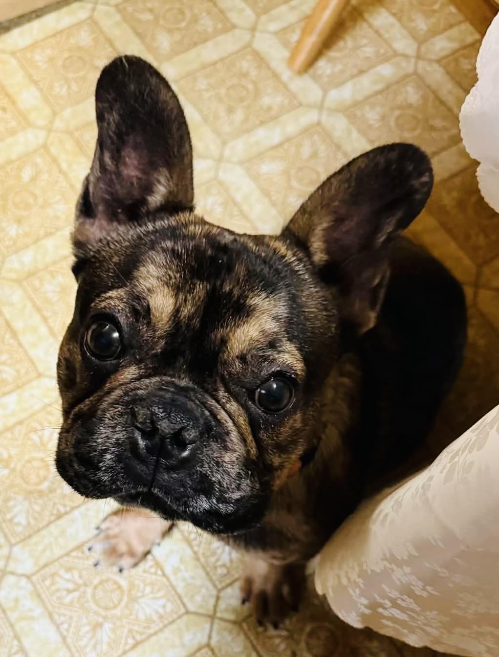 Enlarge Murphy O’Mally, an adopted French Bulldog in Knoxville, TN image 4/5
