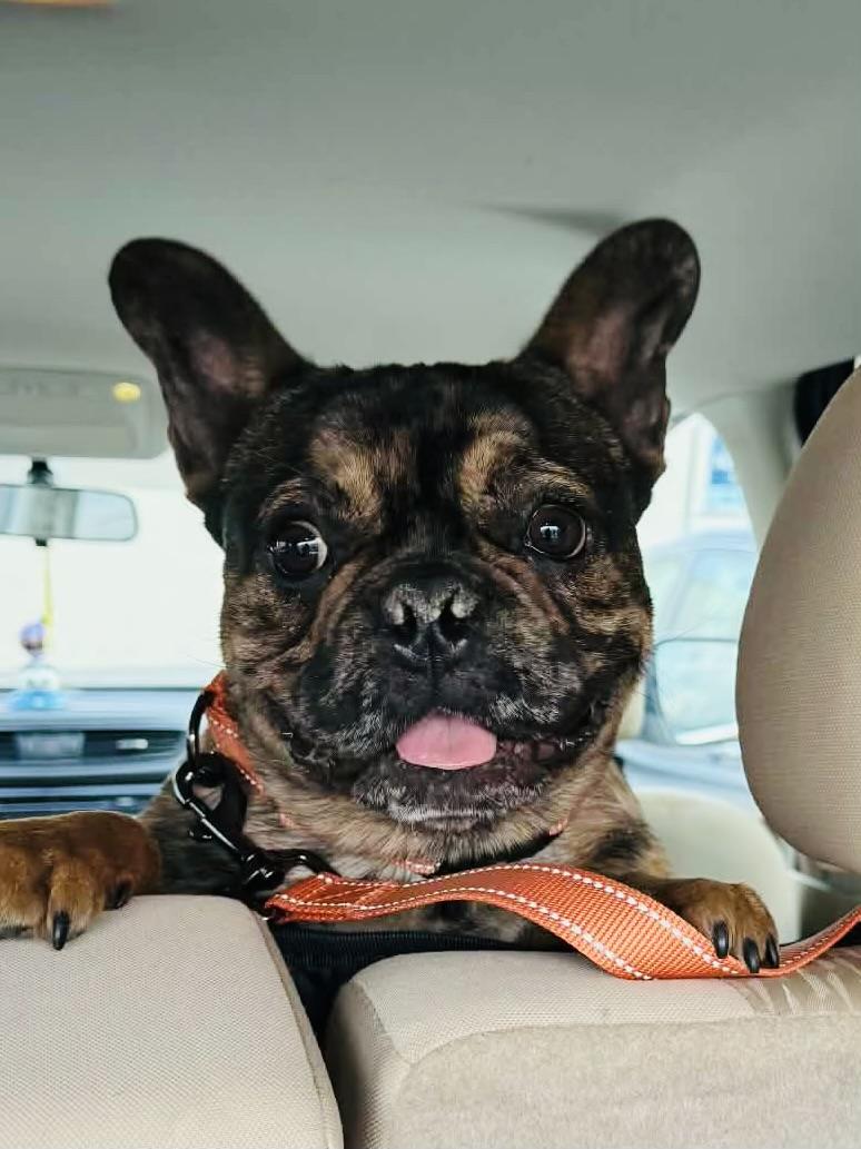 Enlarge Murphy O’Mally, an adopted French Bulldog in Knoxville, TN image 2/5