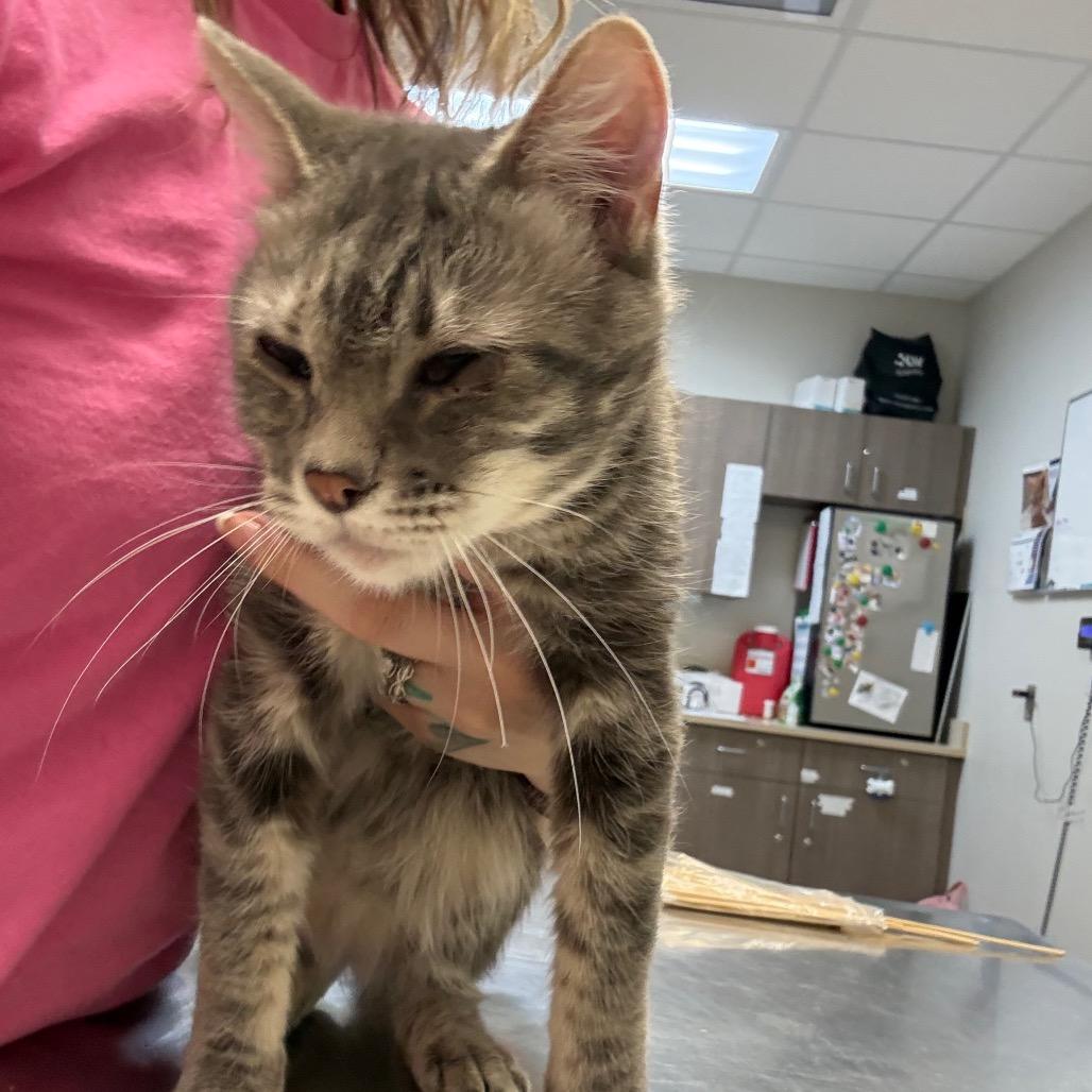 Enlarge Boots, a Adoptable Domestic Short Hair in Great Falls, MT image 1/5