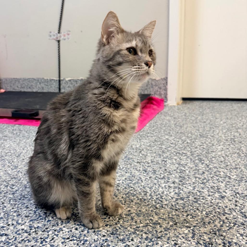 Enlarge Boots, a Adoptable Domestic Short Hair in Great Falls, MT image 2/5