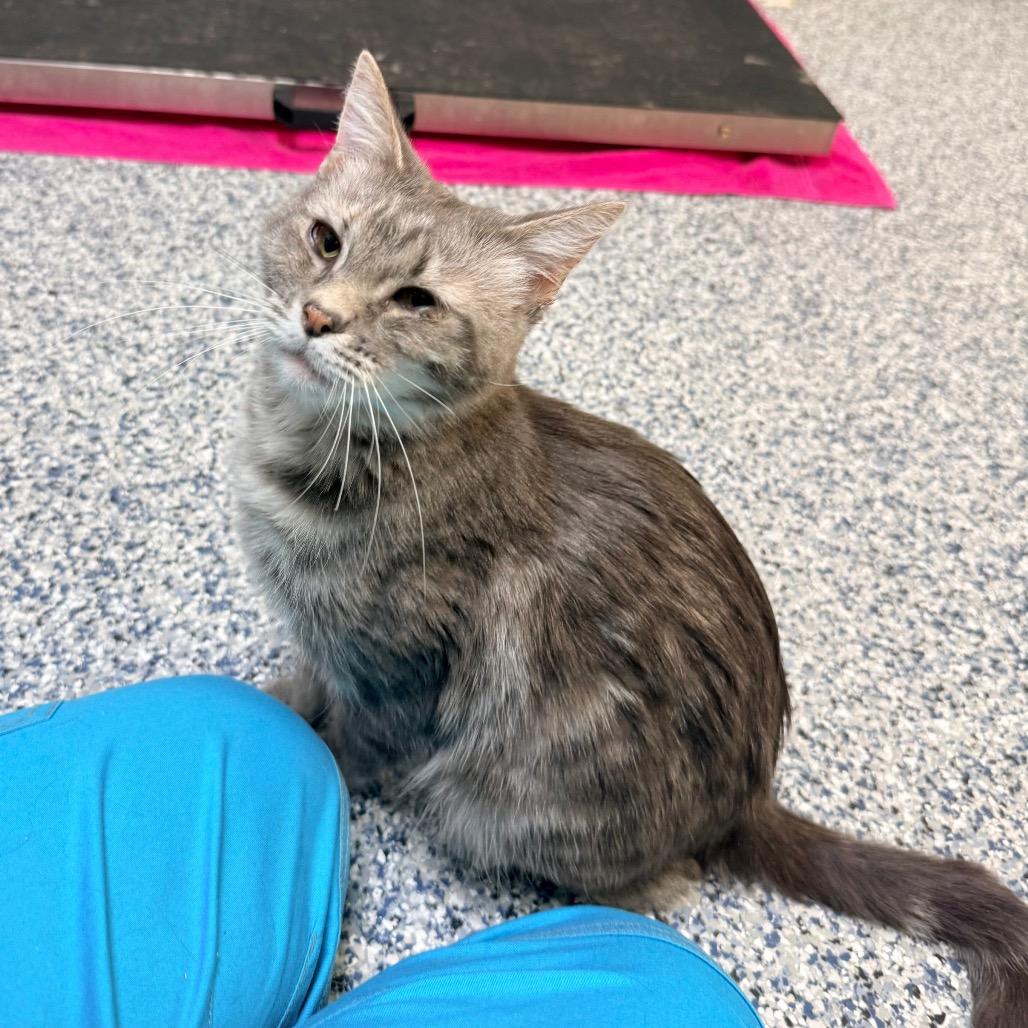 Enlarge Boots, a Adoptable Domestic Short Hair in Great Falls, MT image 3/5