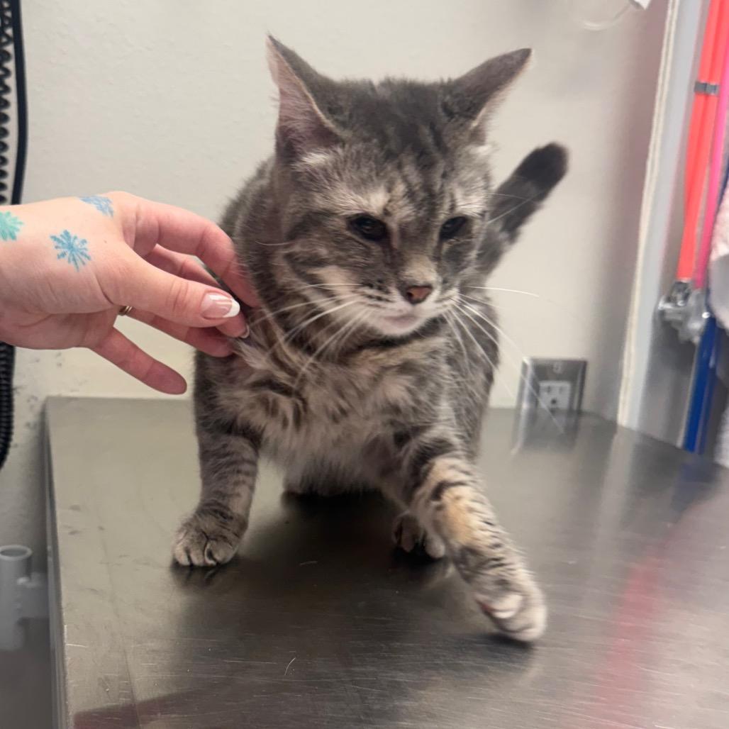 Enlarge Boots, a Adoptable Domestic Short Hair in Great Falls, MT image 4/5