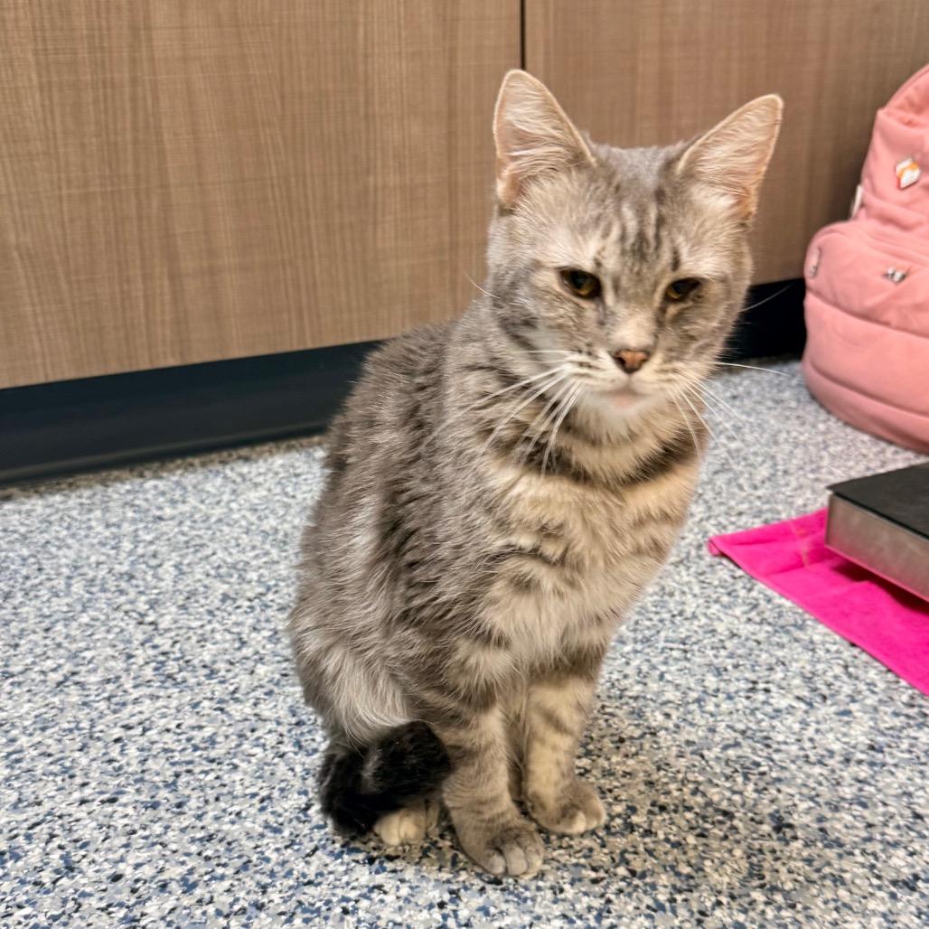 Enlarge Boots, a Adoptable Domestic Short Hair in Great Falls, MT image 5/5