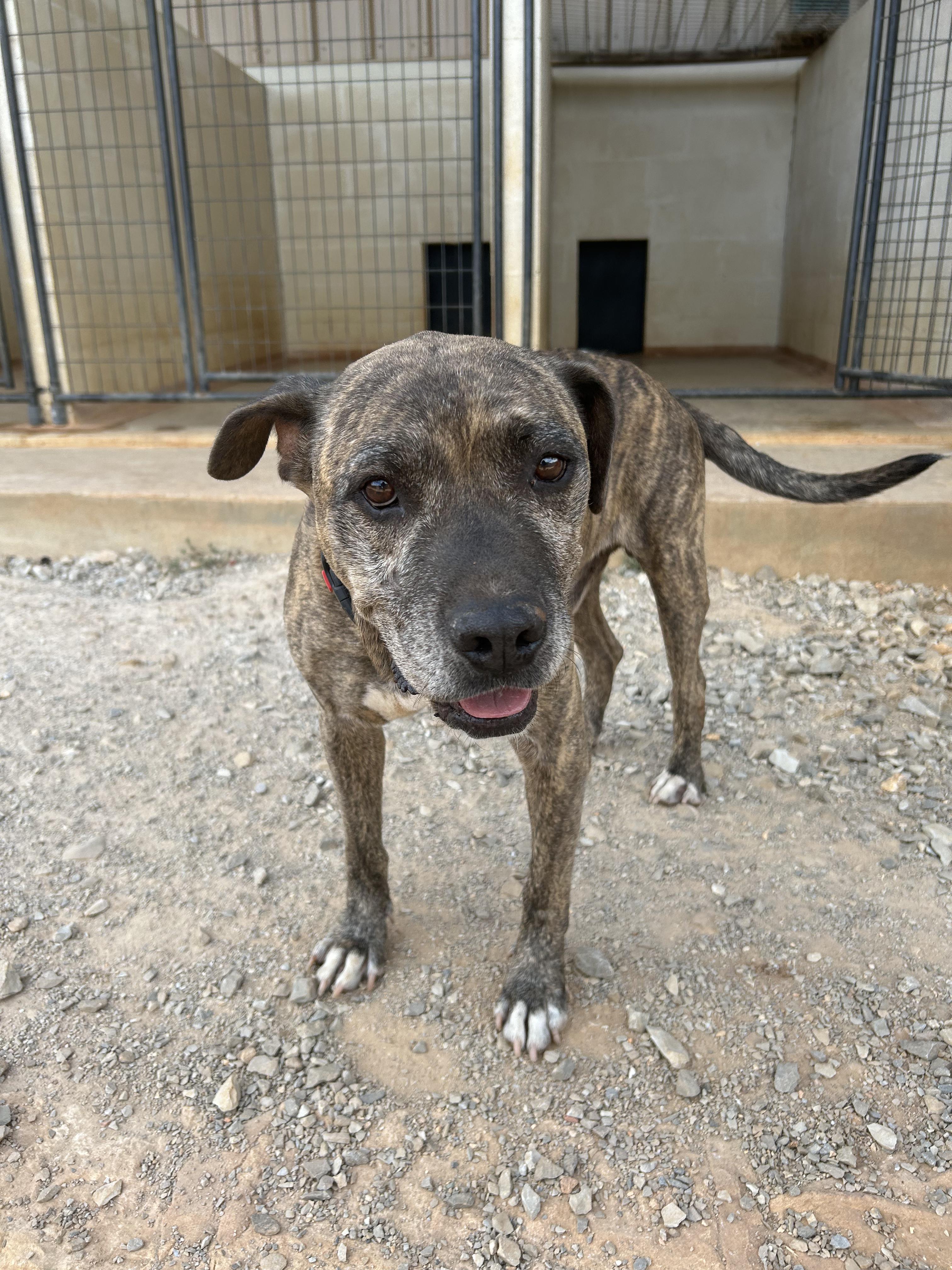George, a Adoptable mixed breed in Marble Falls, TX image 2/2
