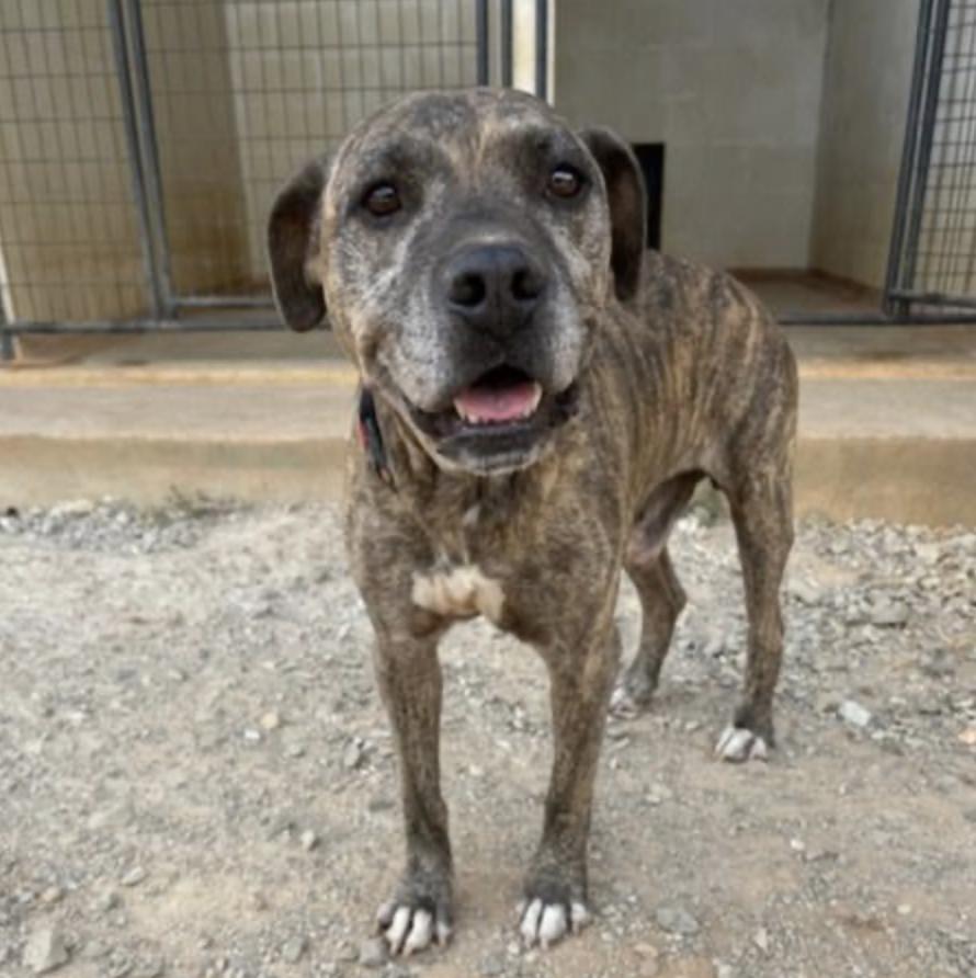 George, Adoptable, Senior Male American Staffordshire Terrier.