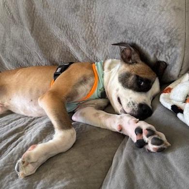 Martie - Foster, Adoptable, Puppy Male Hound.