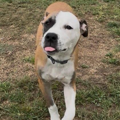 Enlarge Martie - Foster, a Adoptable Hound in Belleville, IL image 2/6