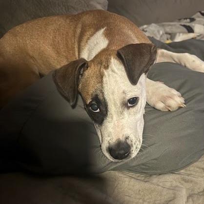 Enlarge Martie - Foster, a Adoptable Hound in Belleville, IL image 3/6