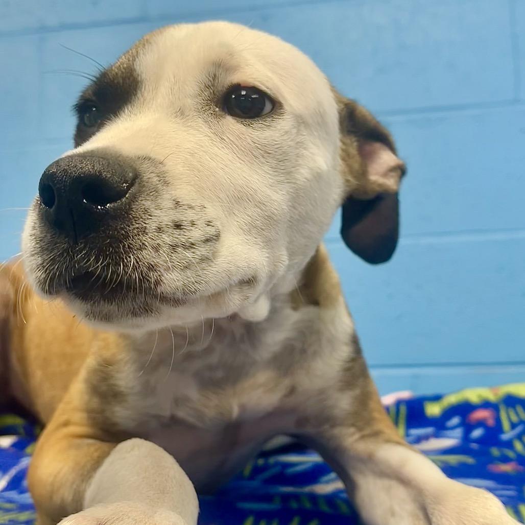 Martie, Adoptable, Puppy Male Hound.