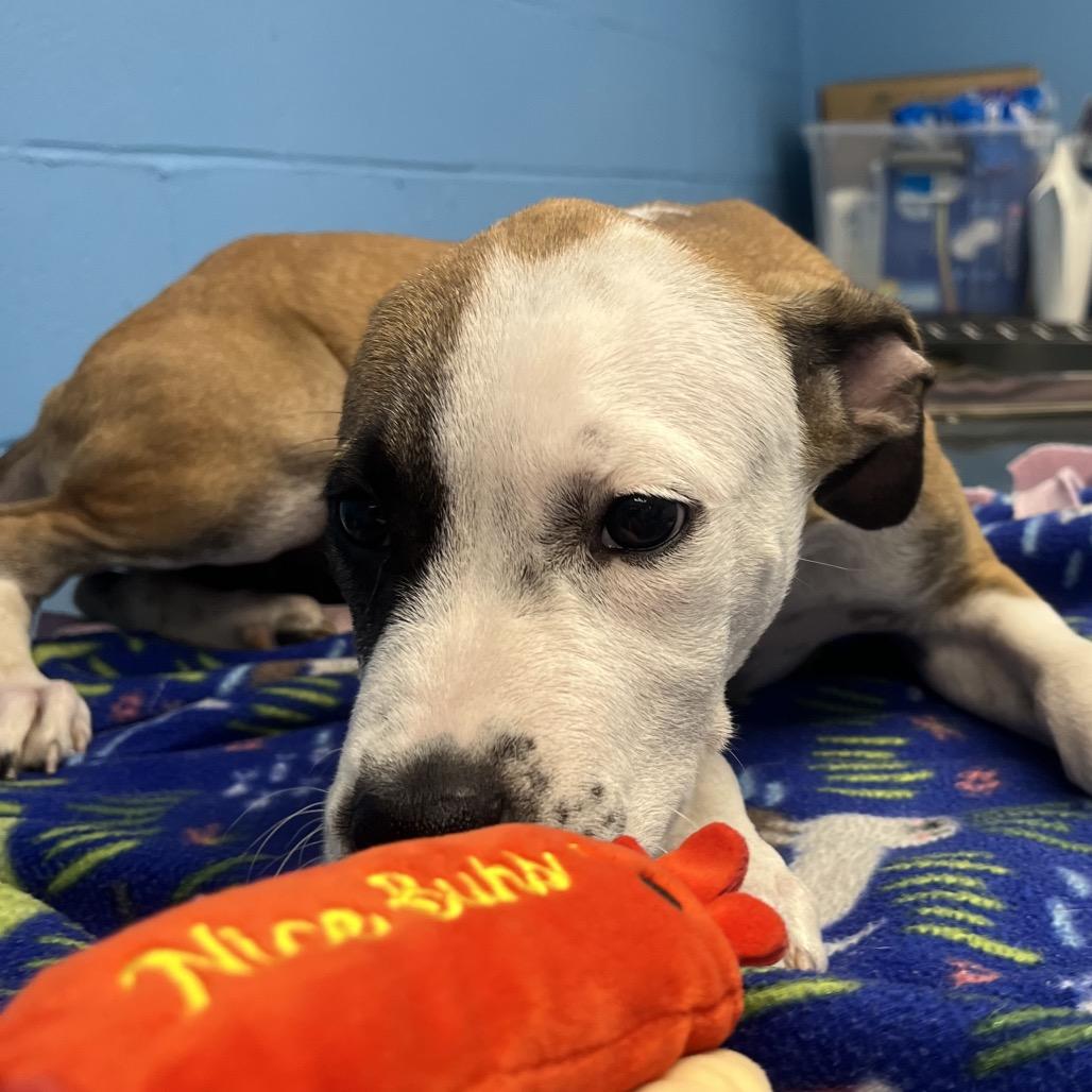Martie, a Adoptable Hound in Belleville, IL image 2/6