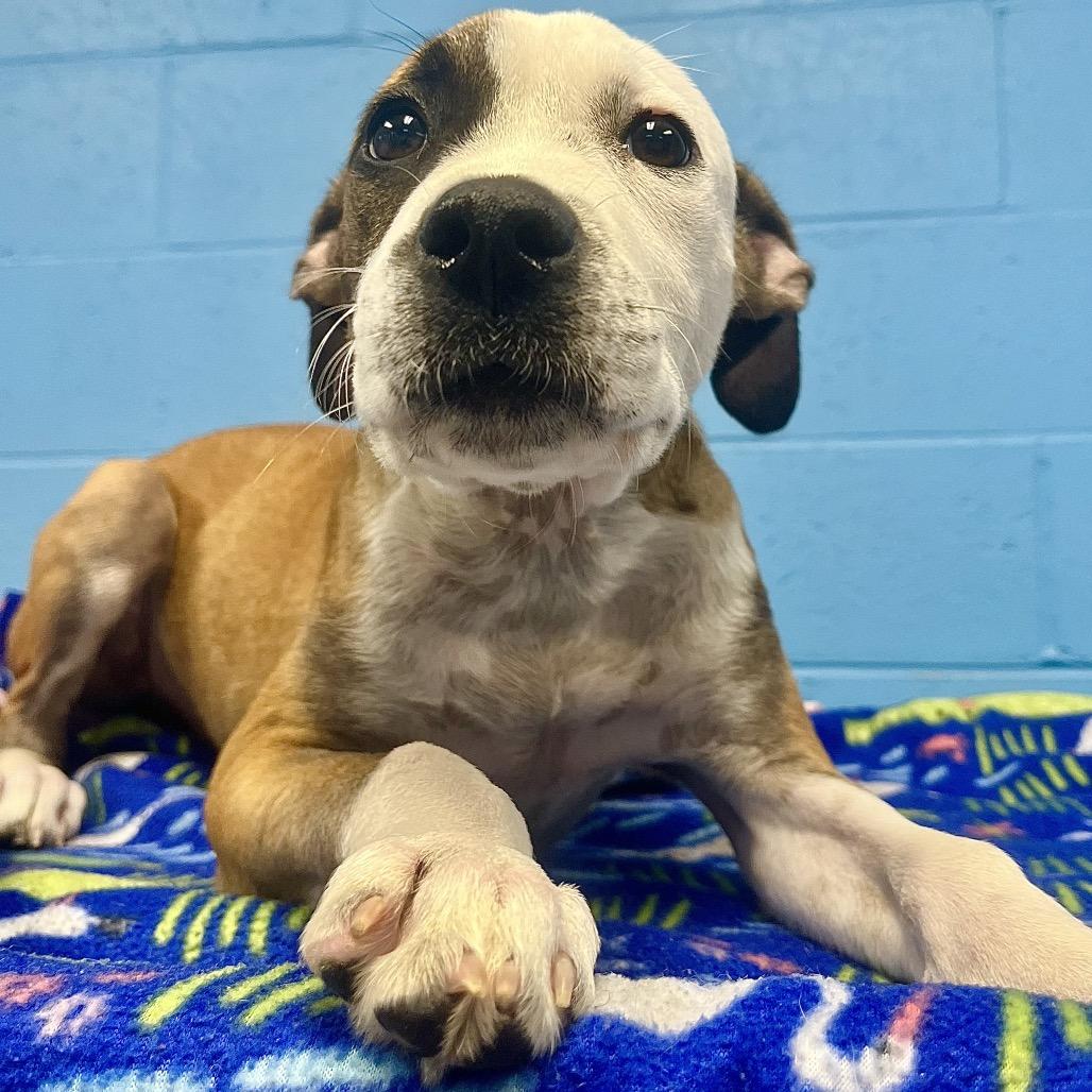 Martie, a Adoptable Hound in Belleville, IL image 3/6