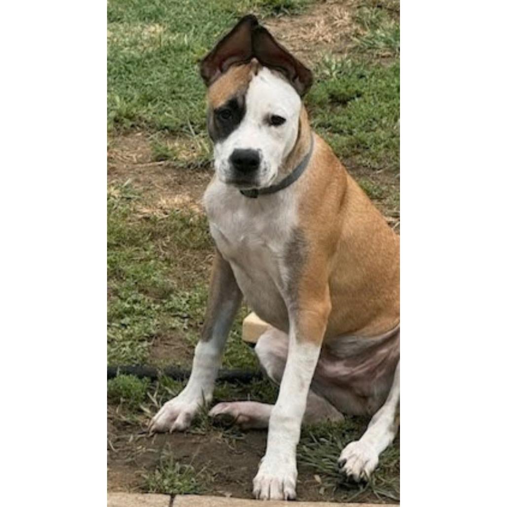 Enlarge Martie - Foster, a Adoptable Hound in Belleville, IL image 5/6