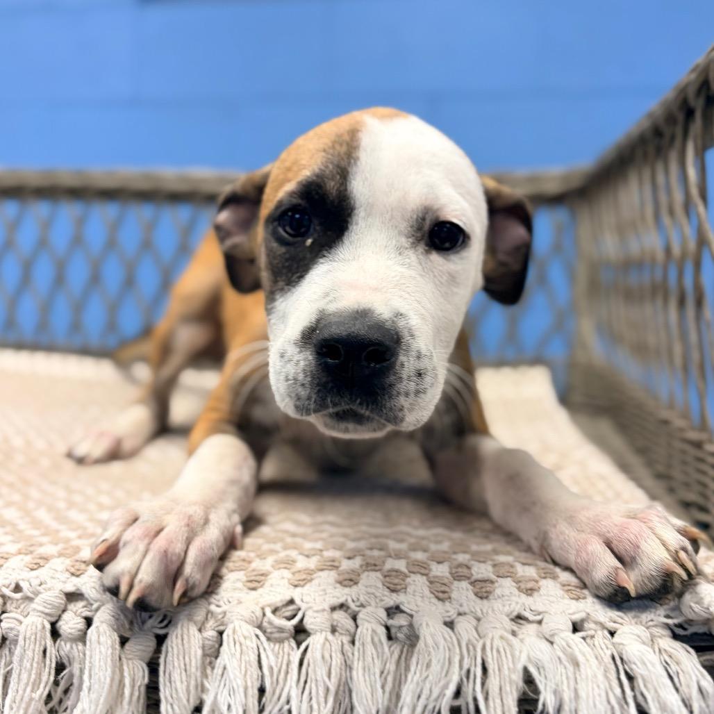 Martie, a Adoptable Hound in Belleville, IL image 4/6