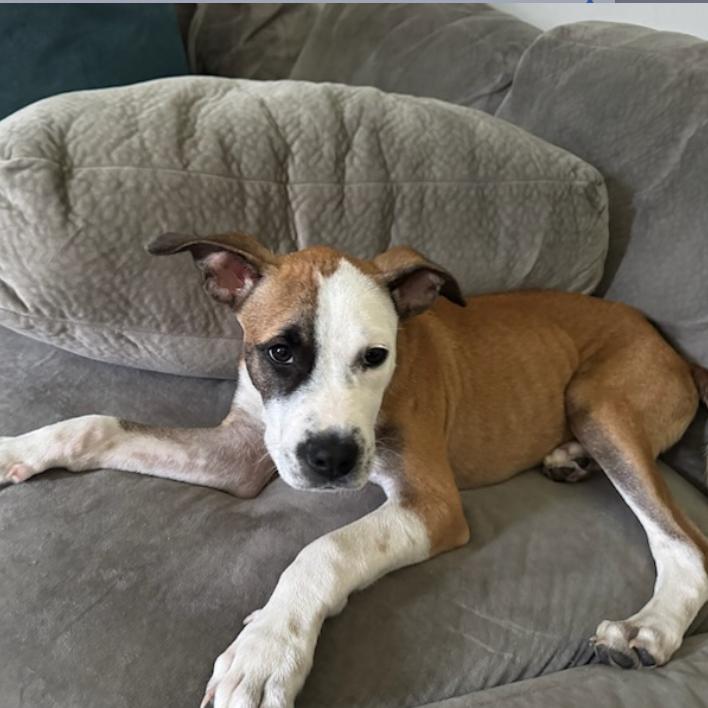 Martie, a Adoptable Hound in Belleville, IL image 5/6