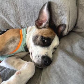 Enlarge Martie - Foster, a Adoptable Hound in Belleville, IL image 6/6