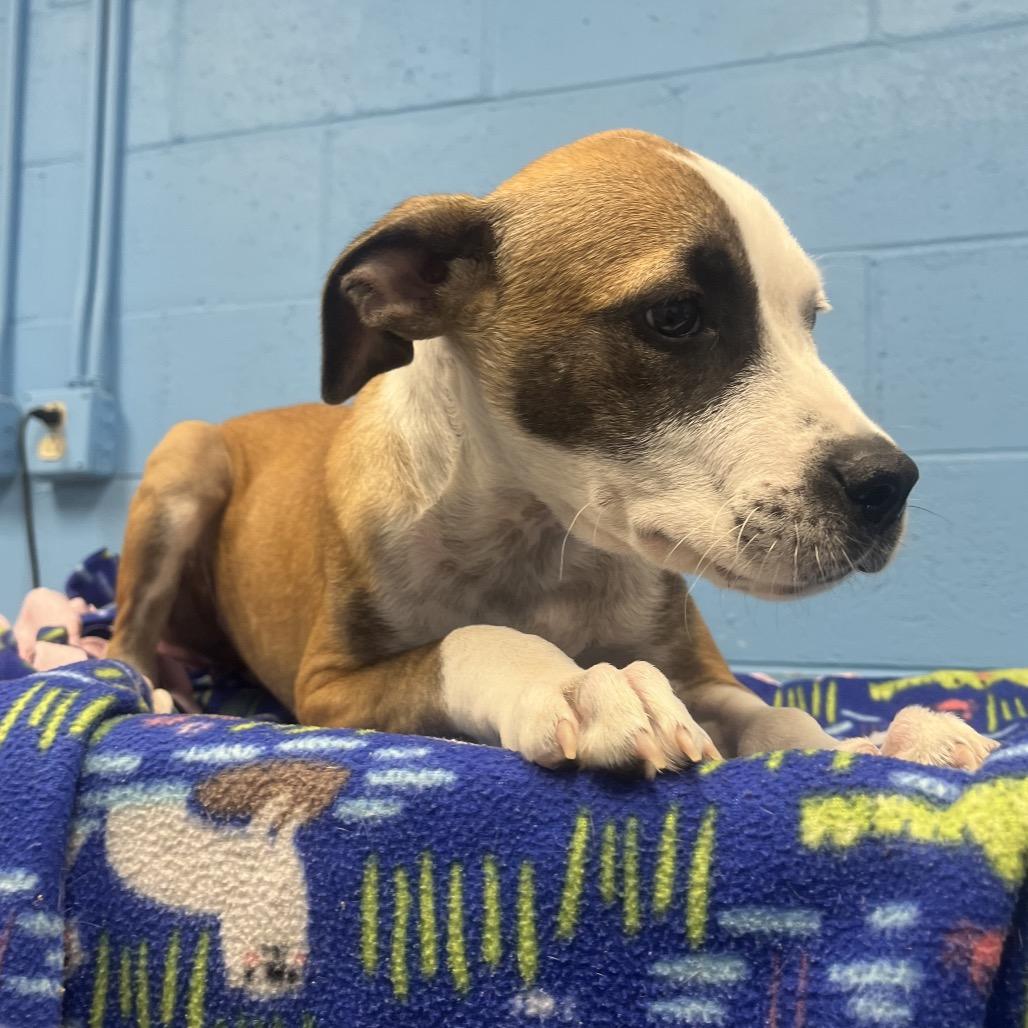 Martie, a Adoptable Hound in Belleville, IL image 6/6