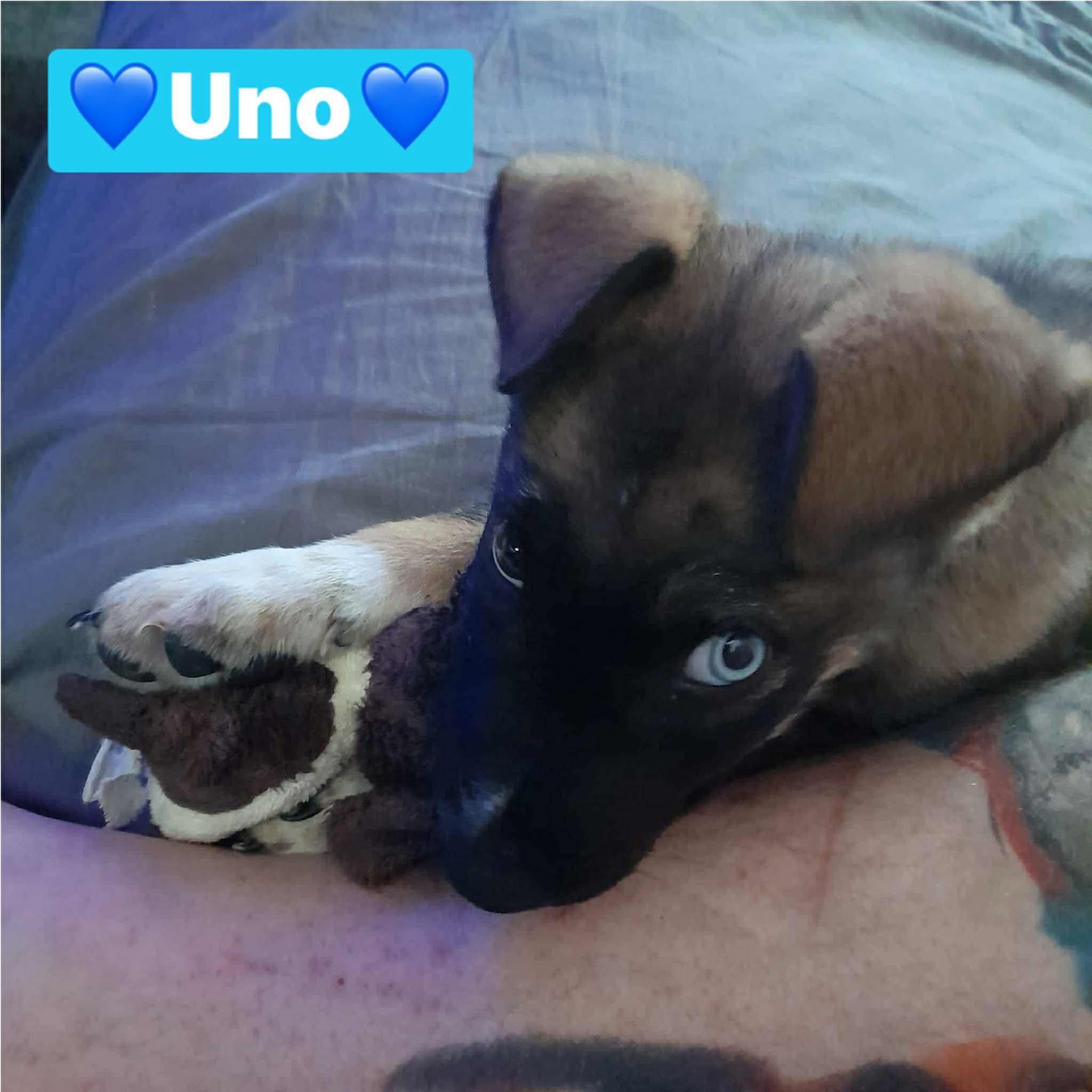 Uno (20251204-02) — thumbnail 4