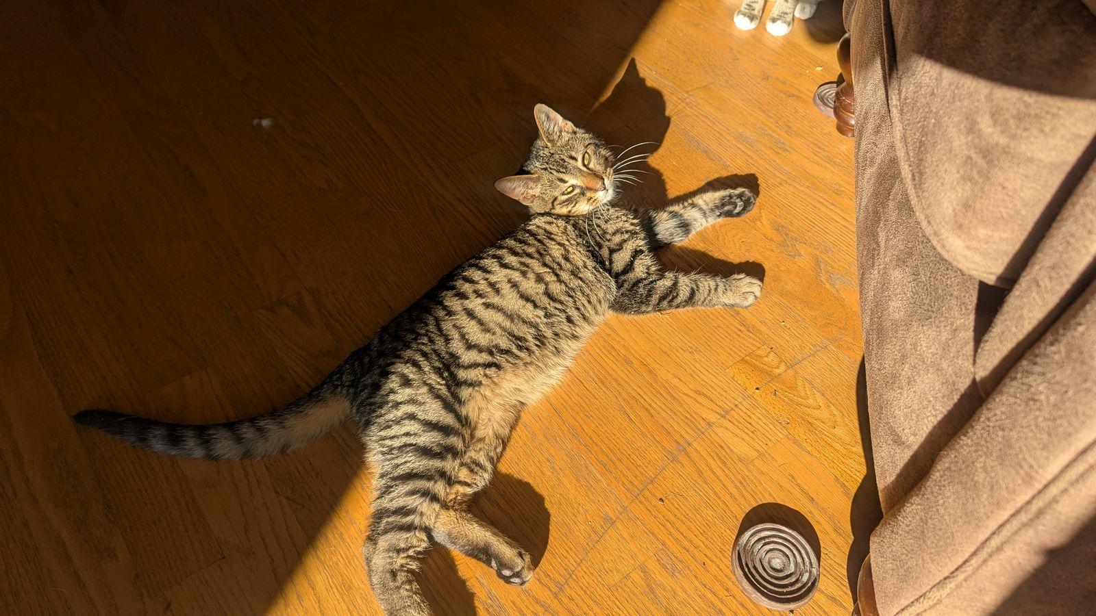 Sid, Adoptable, Kitten Male Domestic Short Hair.