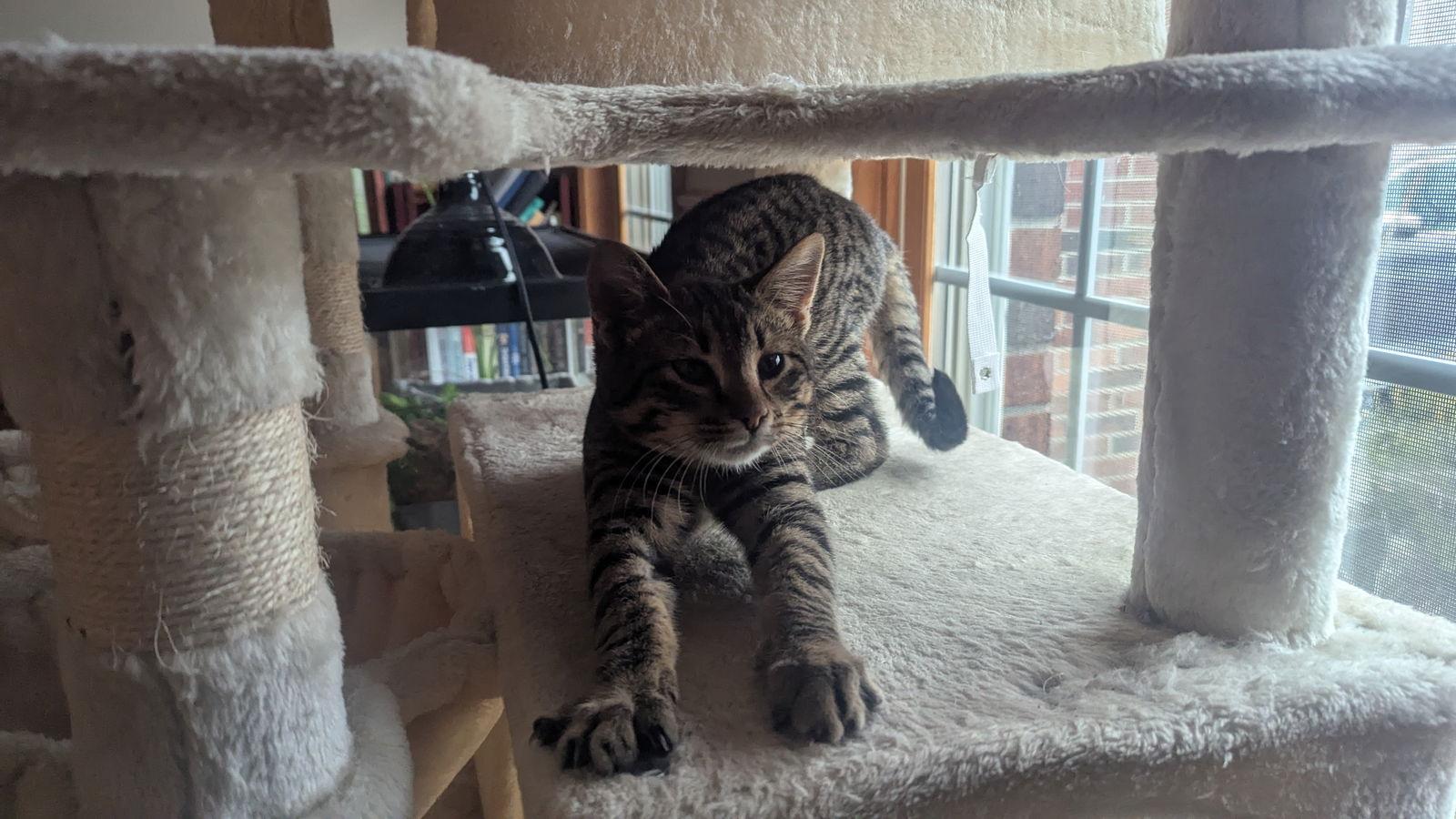 Enlarge Sid, a Adoptable Domestic Short Hair in hinckley, IL image 2/3