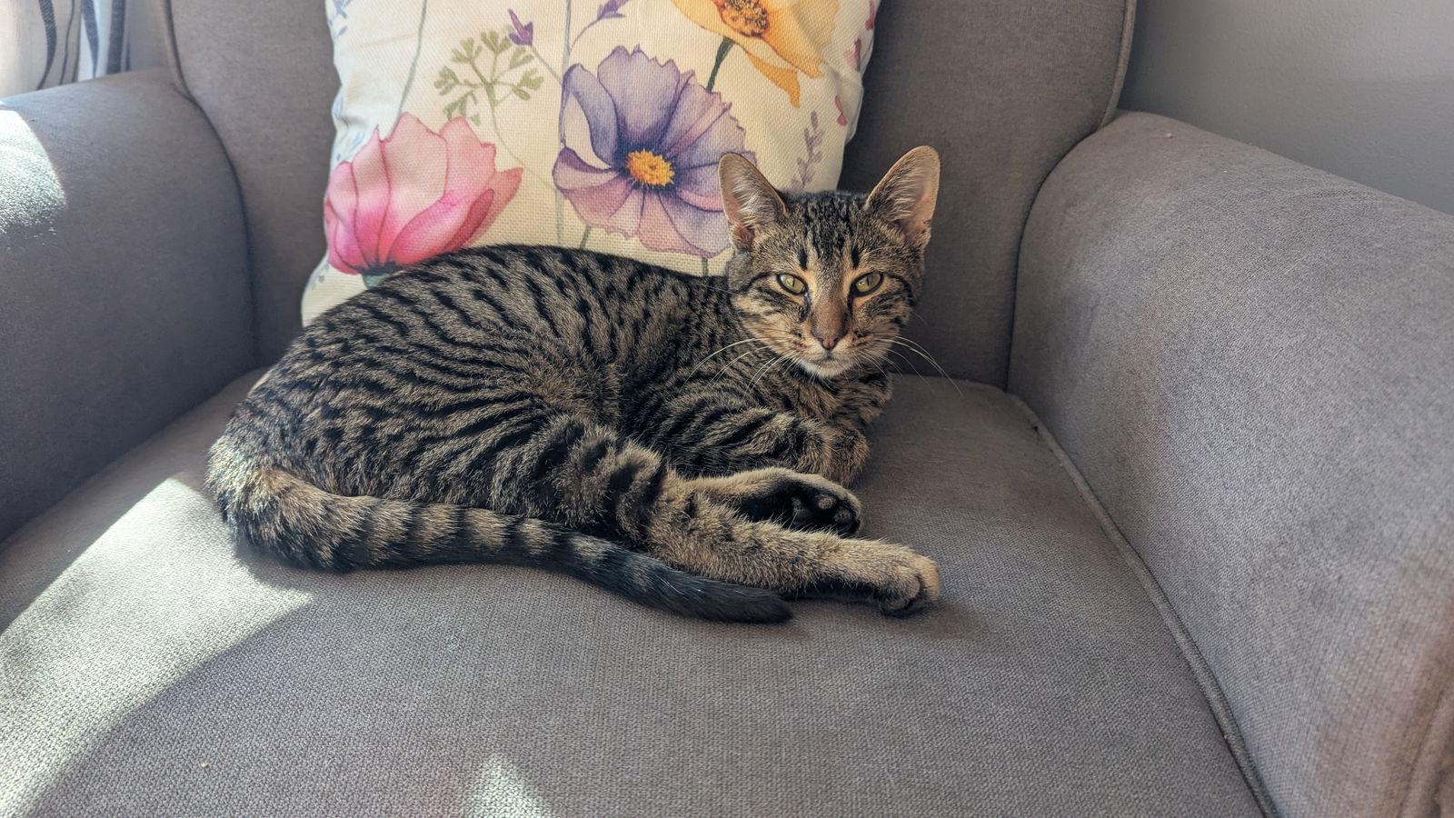 Enlarge Sid, a Adoptable Domestic Short Hair in hinckley, IL image 3/3