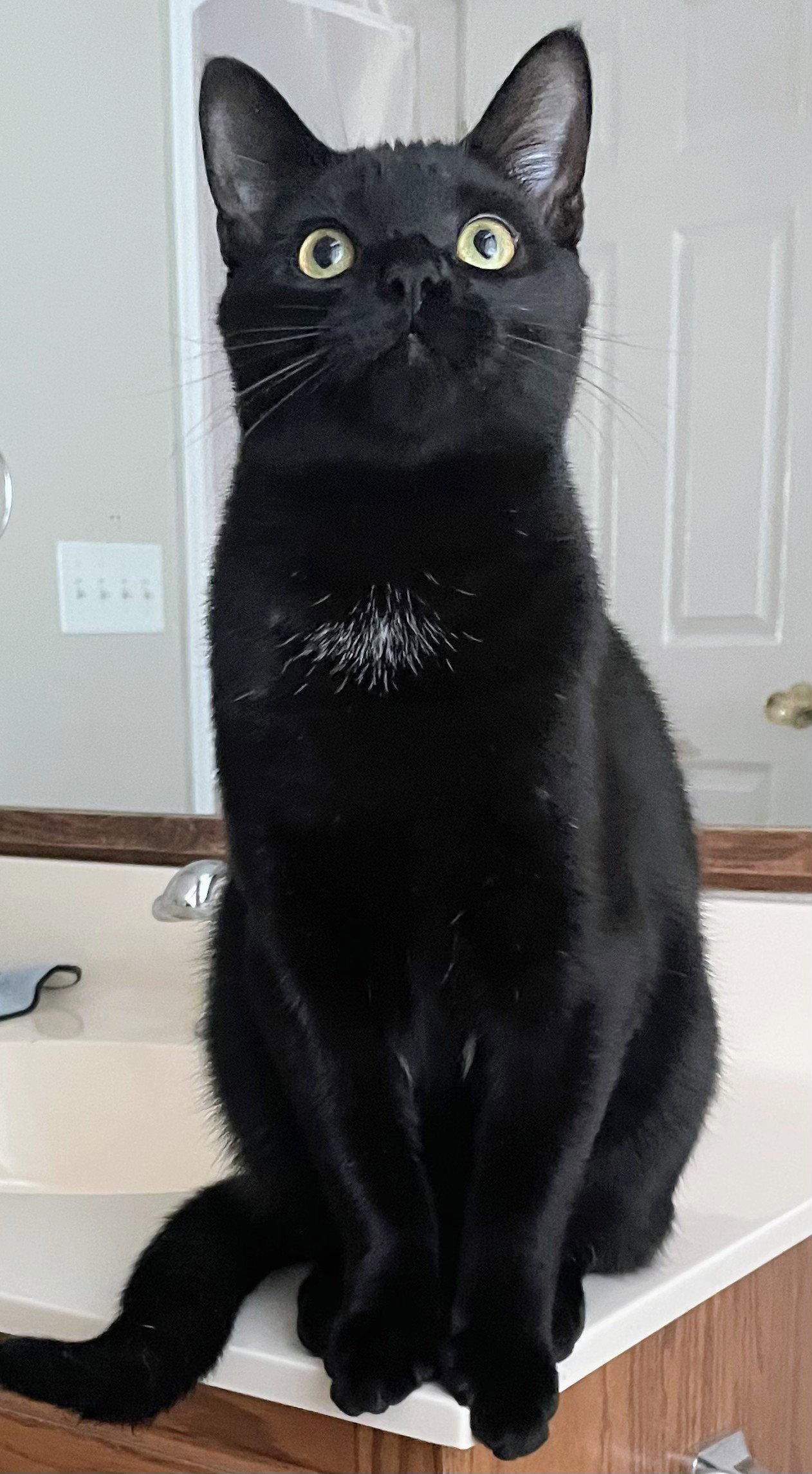 Enlarge Ahab, a Adoptable Domestic Short Hair in Allentown, PA image 2/3