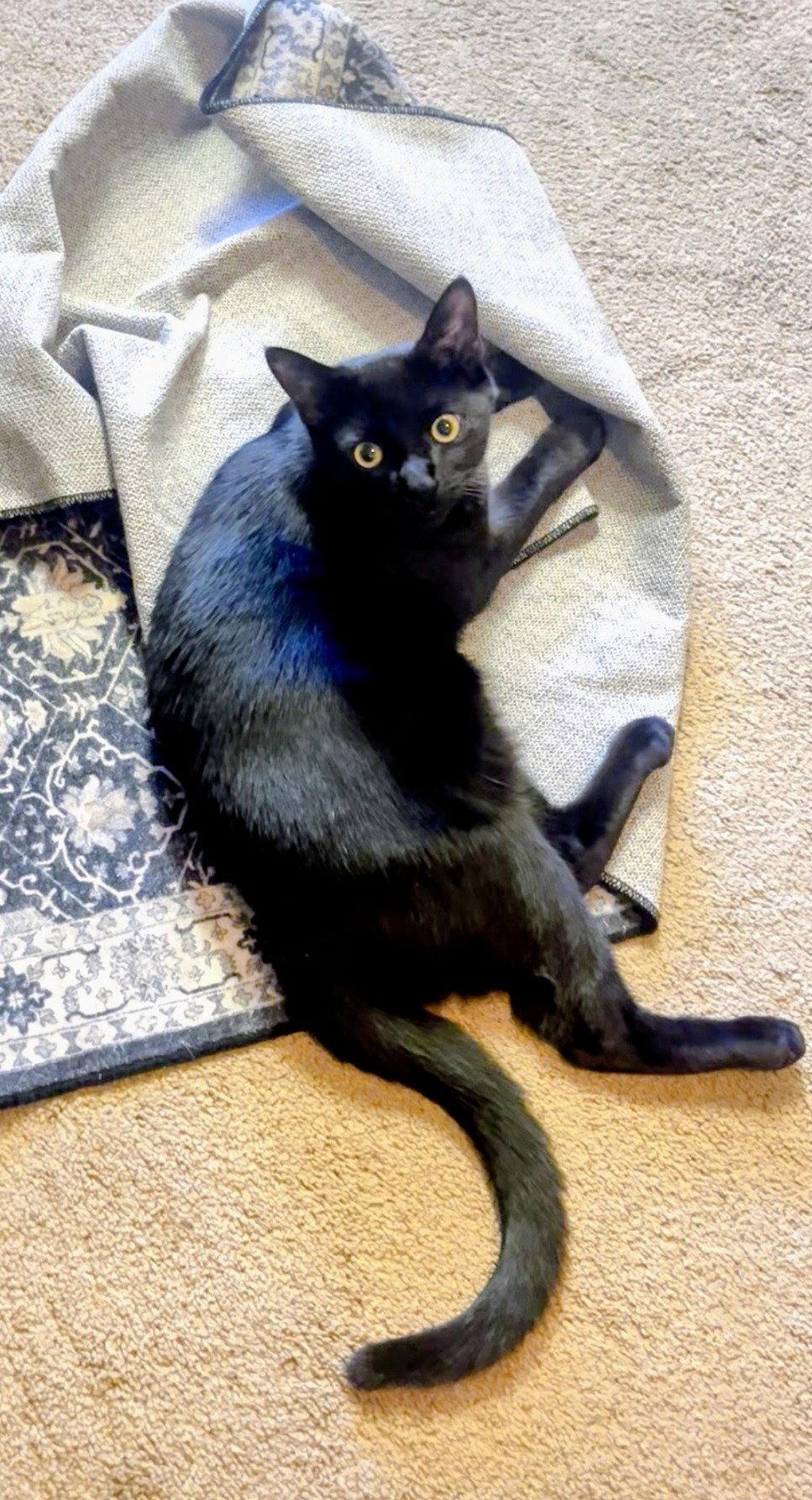 Enlarge Ahab, a Adoptable Domestic Short Hair in Allentown, PA image 3/3