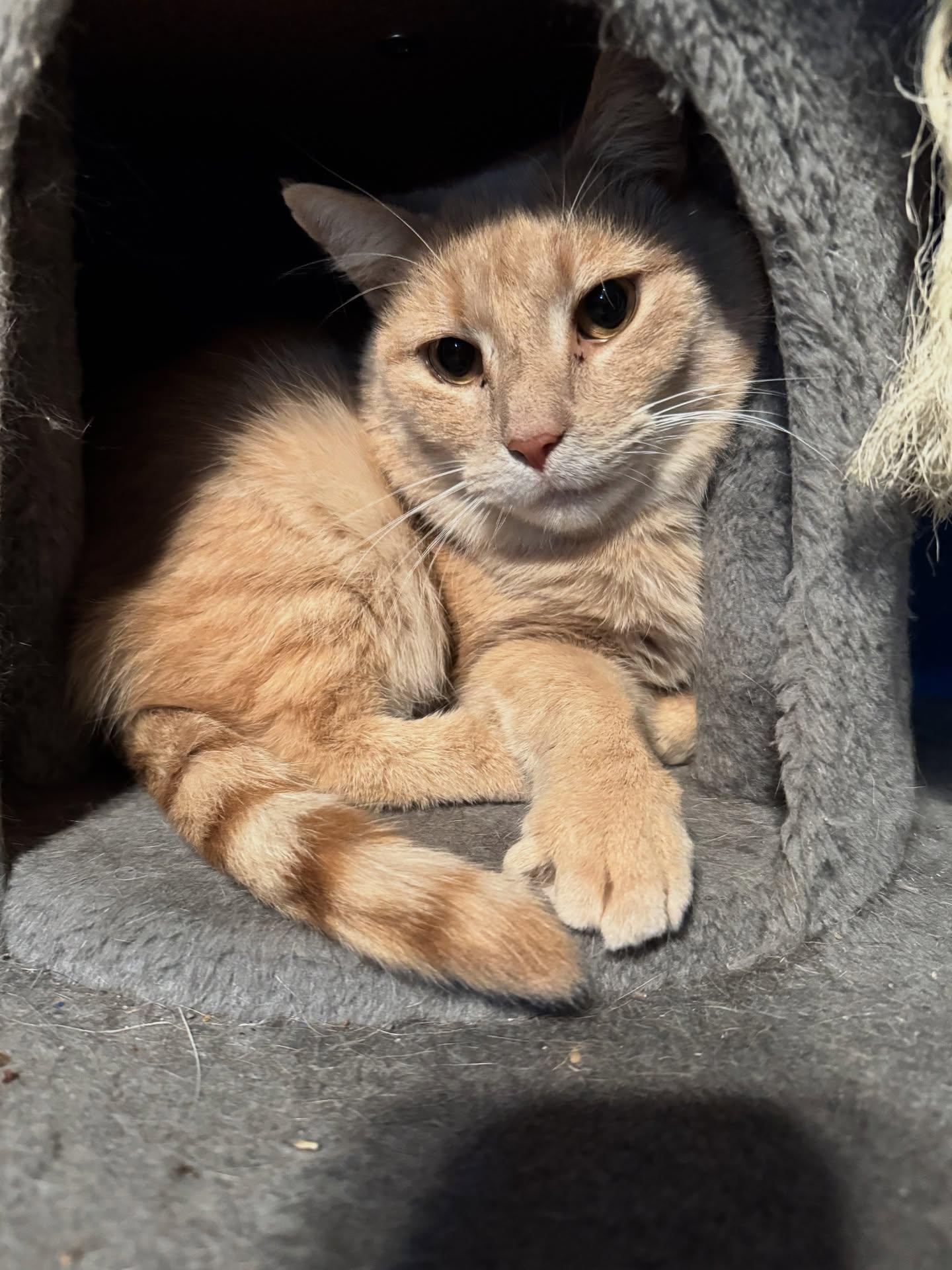 Enlarge Blaze, an adopted American Shorthair in Rochester, NY image 1/2