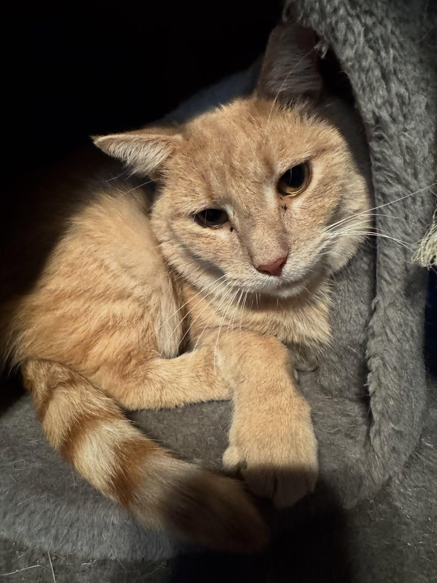 Enlarge Blaze, an adopted American Shorthair in Rochester, NY image 2/2