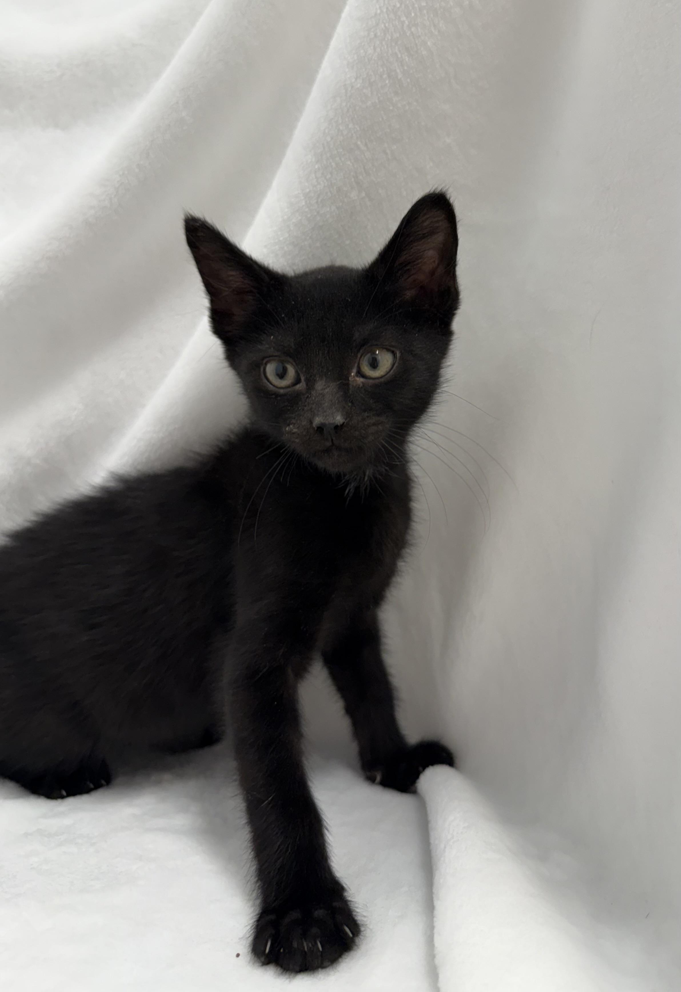 Enlarge Dash, a Adoptable Domestic Short Hair in Greensboro, NC image 2/2