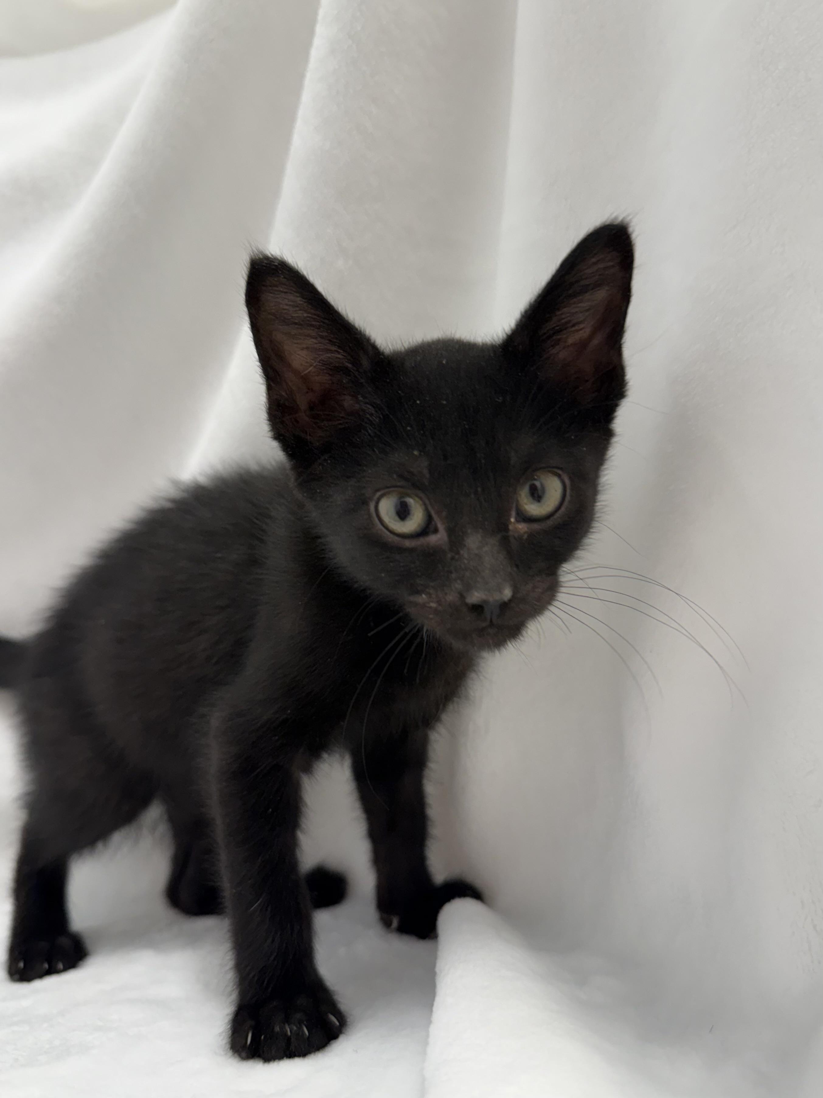 Enlarge Dash, a Adoptable Domestic Short Hair in Greensboro, NC image 1/2