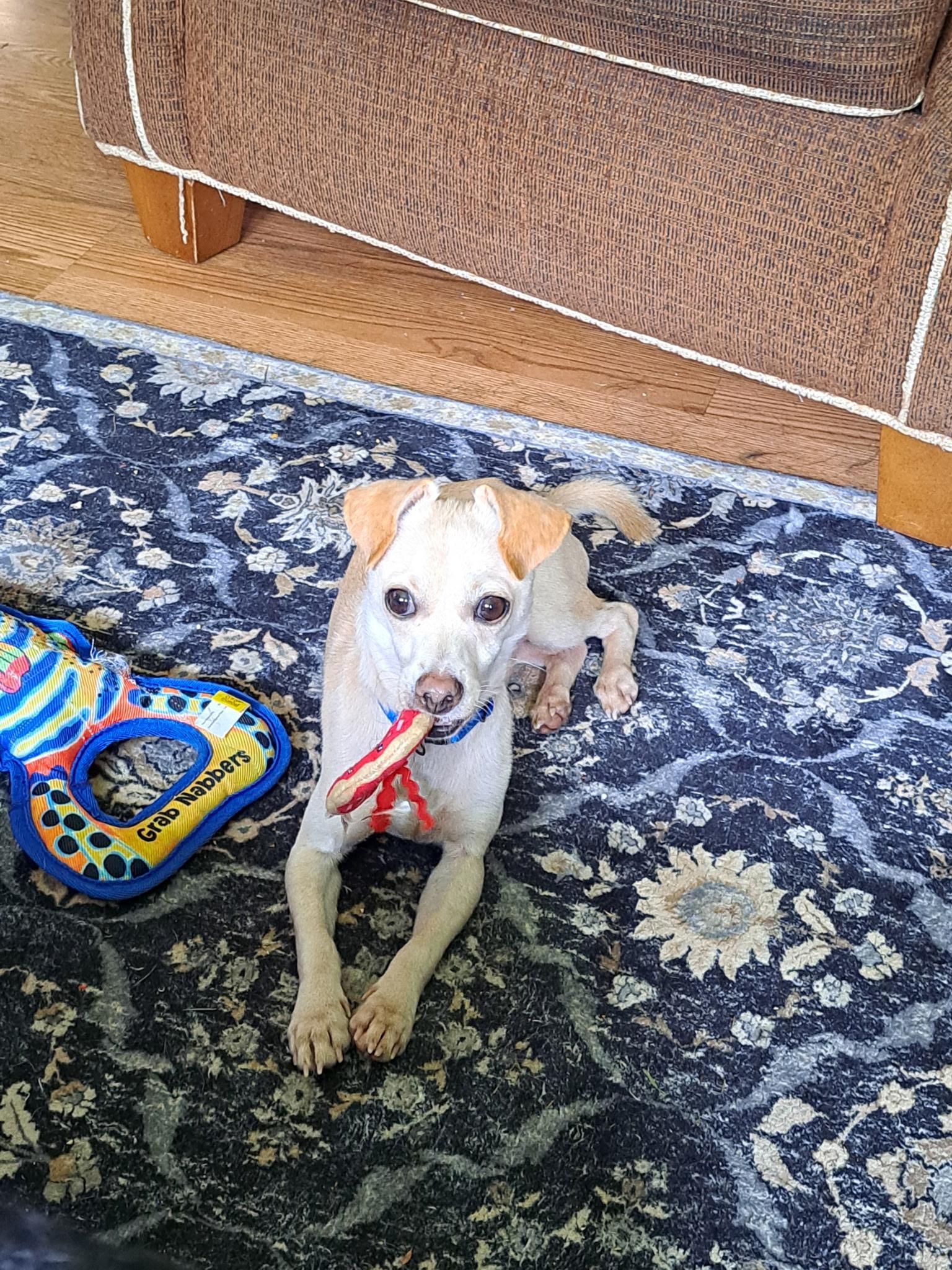 Taco, an adoptable Chiweenie, Chihuahua in Winter, WI, 54896 | Photo Image 1