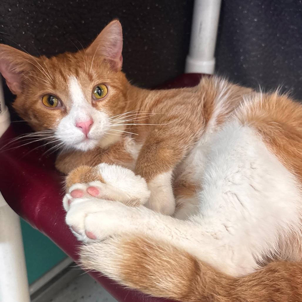 Mini Me, Adoptable, Adult Male Domestic Short Hair.