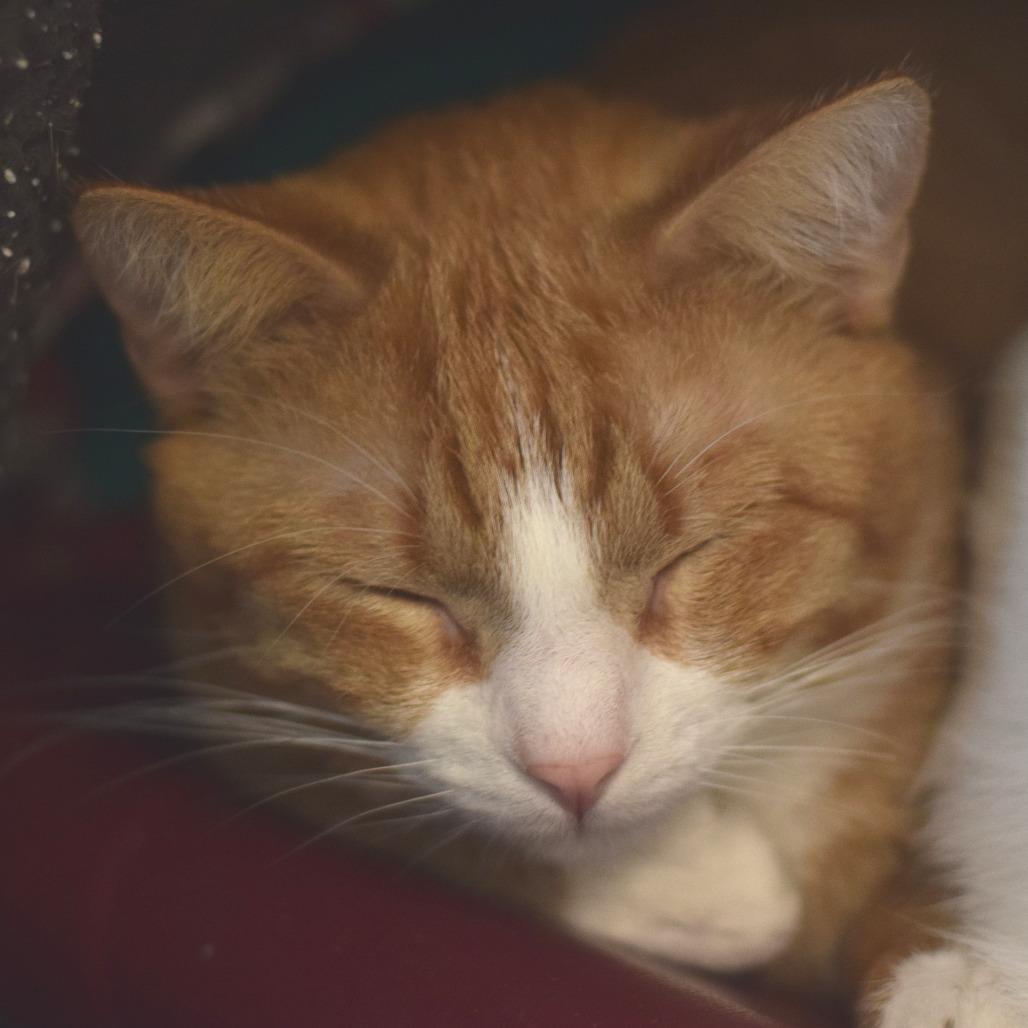 Enlarge Mini Me, a Adoptable Domestic Short Hair in Belleville, IL image 2/6