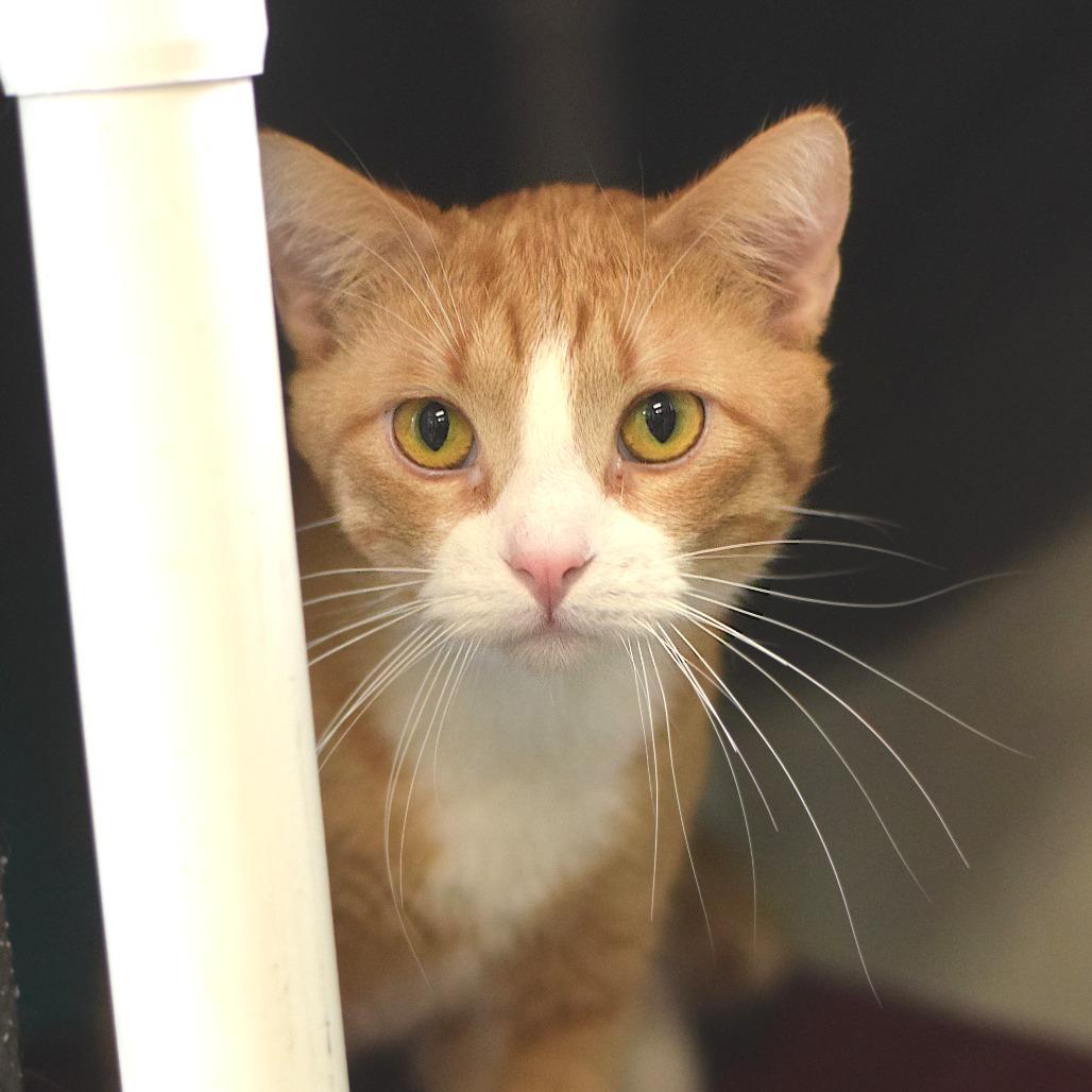 Enlarge Mini Me, a Adoptable Domestic Short Hair in Belleville, IL image 3/6