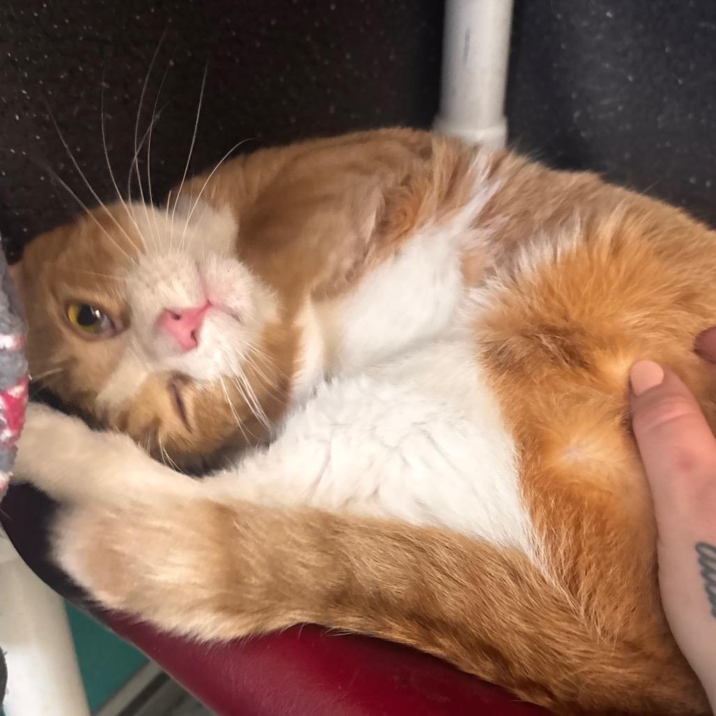Enlarge Mini Me, a Adoptable Domestic Short Hair in Belleville, IL image 4/6