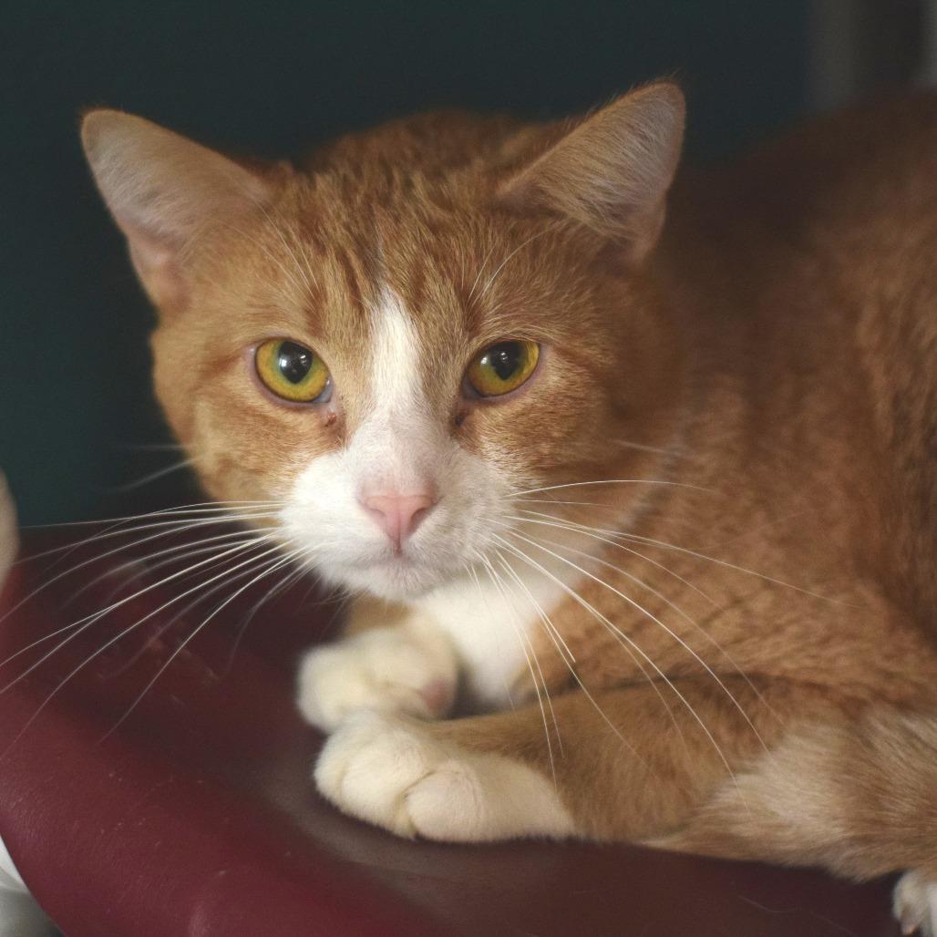 Enlarge Mini Me, a Adoptable Domestic Short Hair in Belleville, IL image 5/6