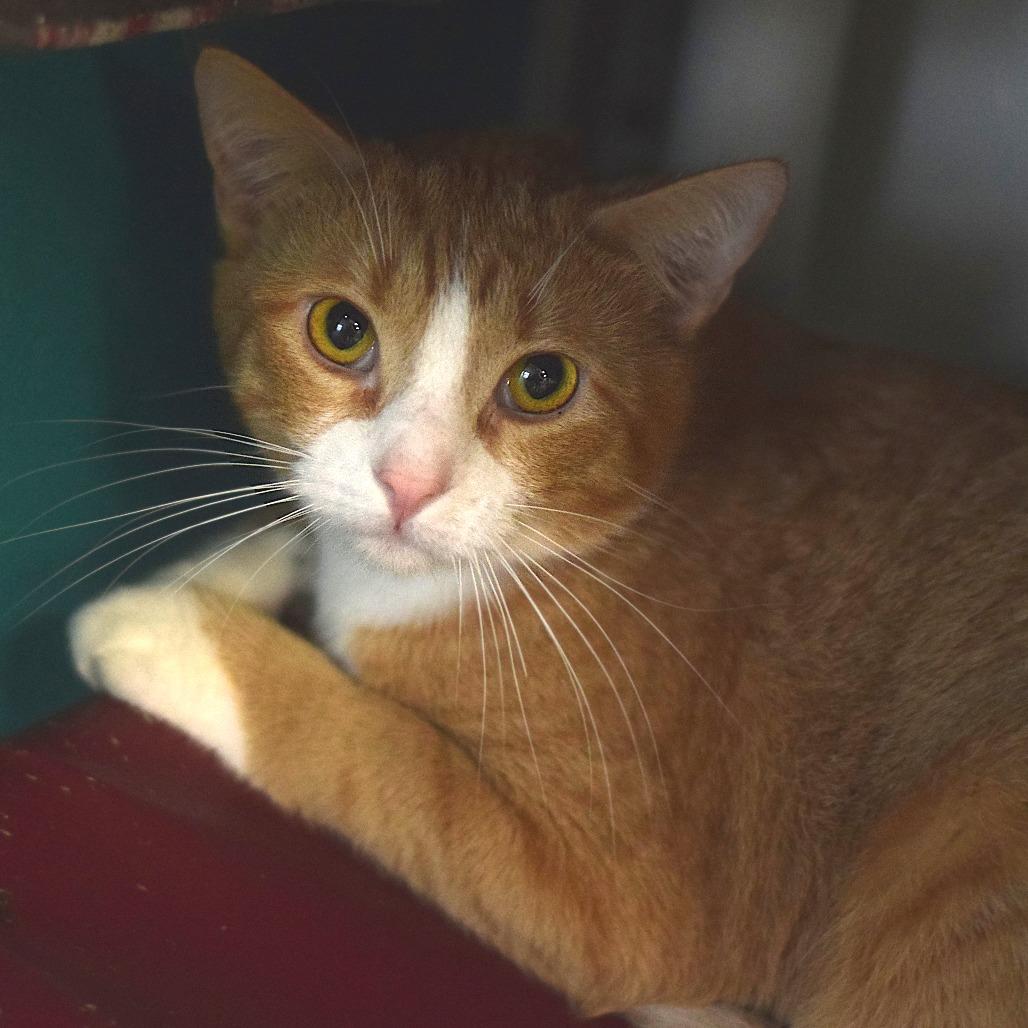 Enlarge Mini Me, a Adoptable Domestic Short Hair in Belleville, IL image 6/6