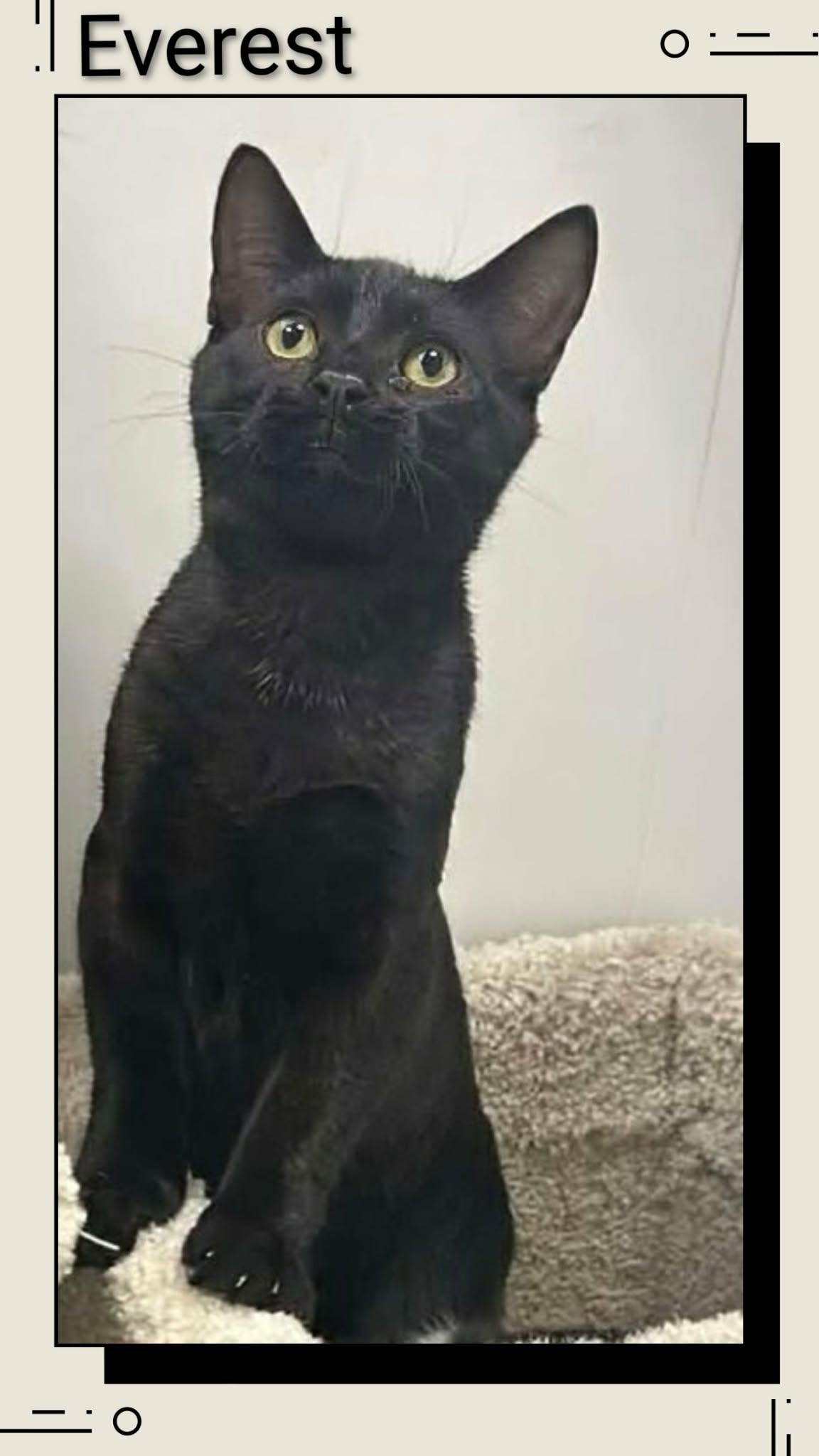 Enlarge Everest, a Adoptable Domestic Short Hair in Caistor Centre, ON image 1/1