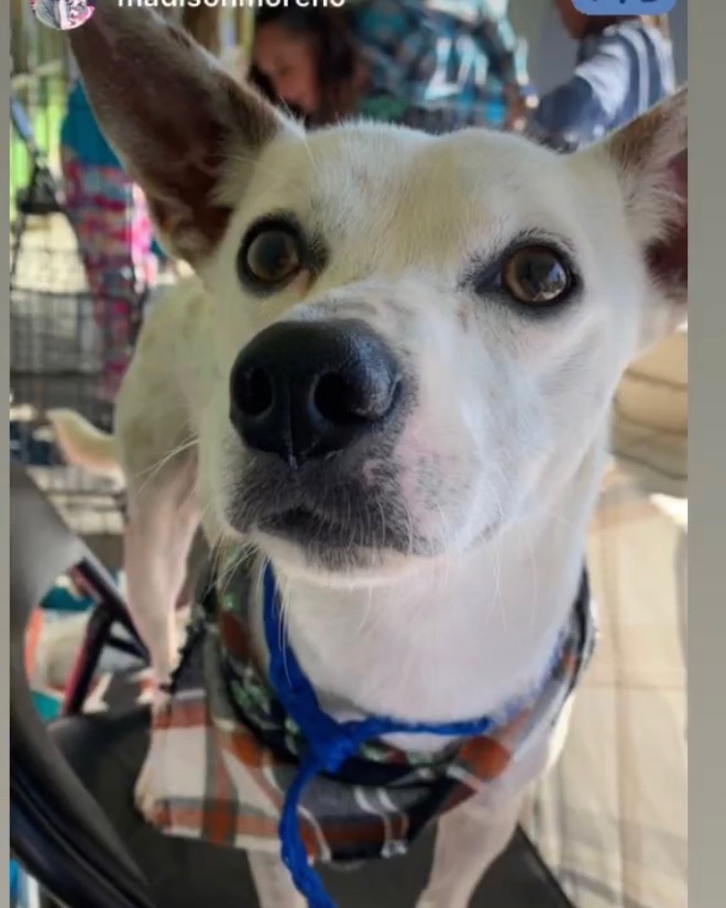 Toasted Coconut , Adult Male Chihuahua