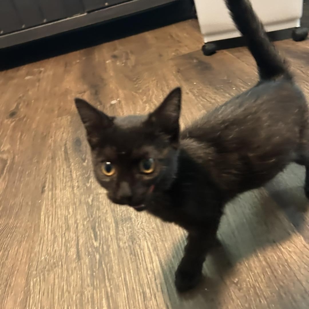 Lyla Webby, a Adoptable Tabby in Richmond Dale, OH image 2/4