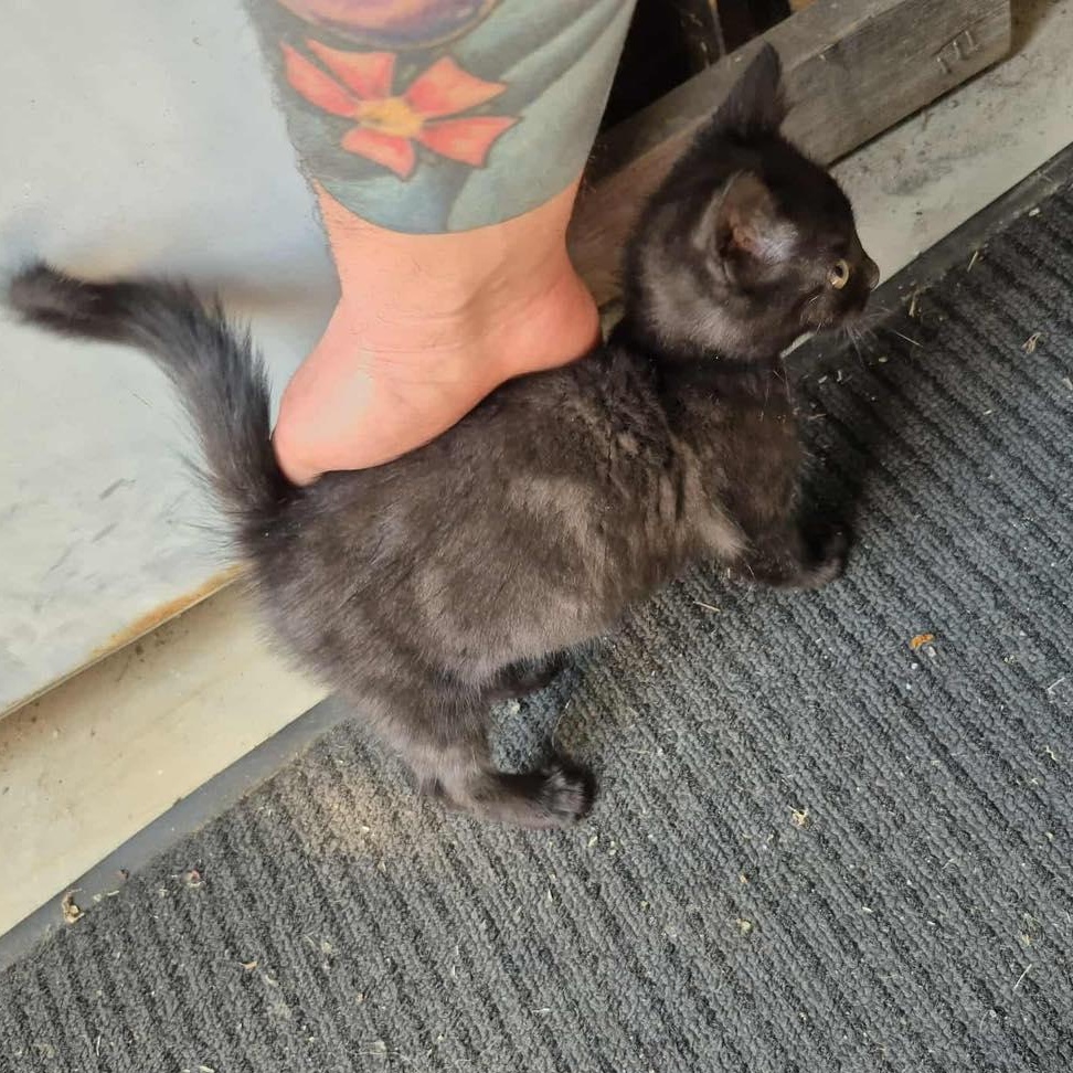 Lyla Webby, a Adoptable Tabby in Richmond Dale, OH image 3/4