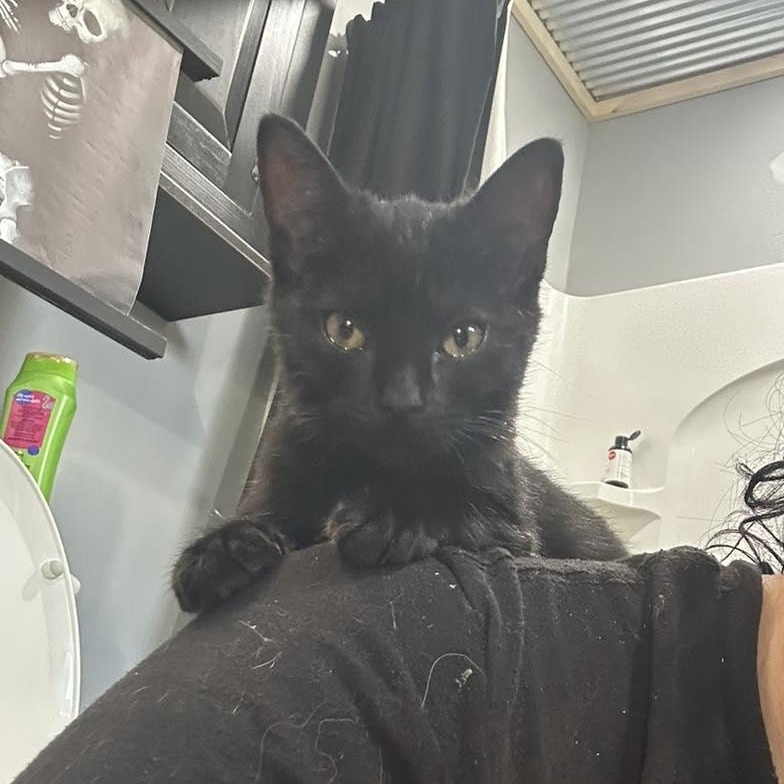 Lyla Webby, Adoptable, Kitten Female Tabby.