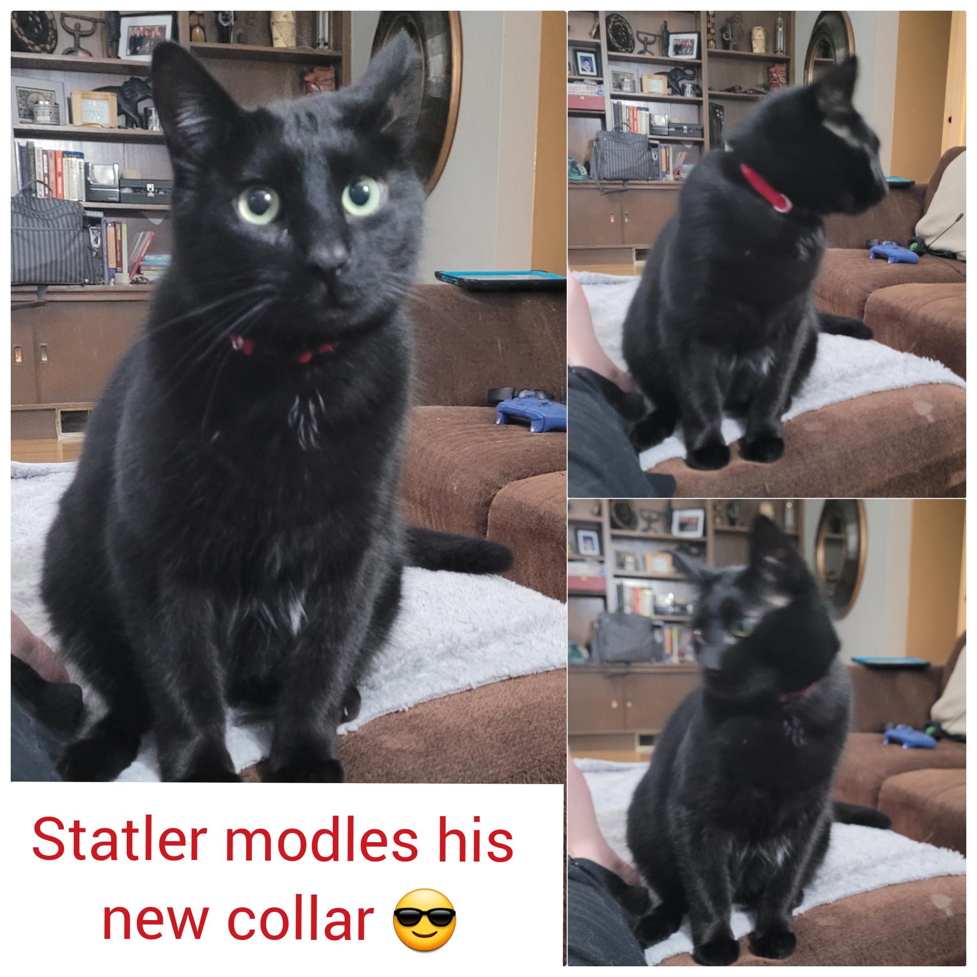 Enlarge Statler, a Adopted Domestic Short Hair in Guelph, ON image 1/6