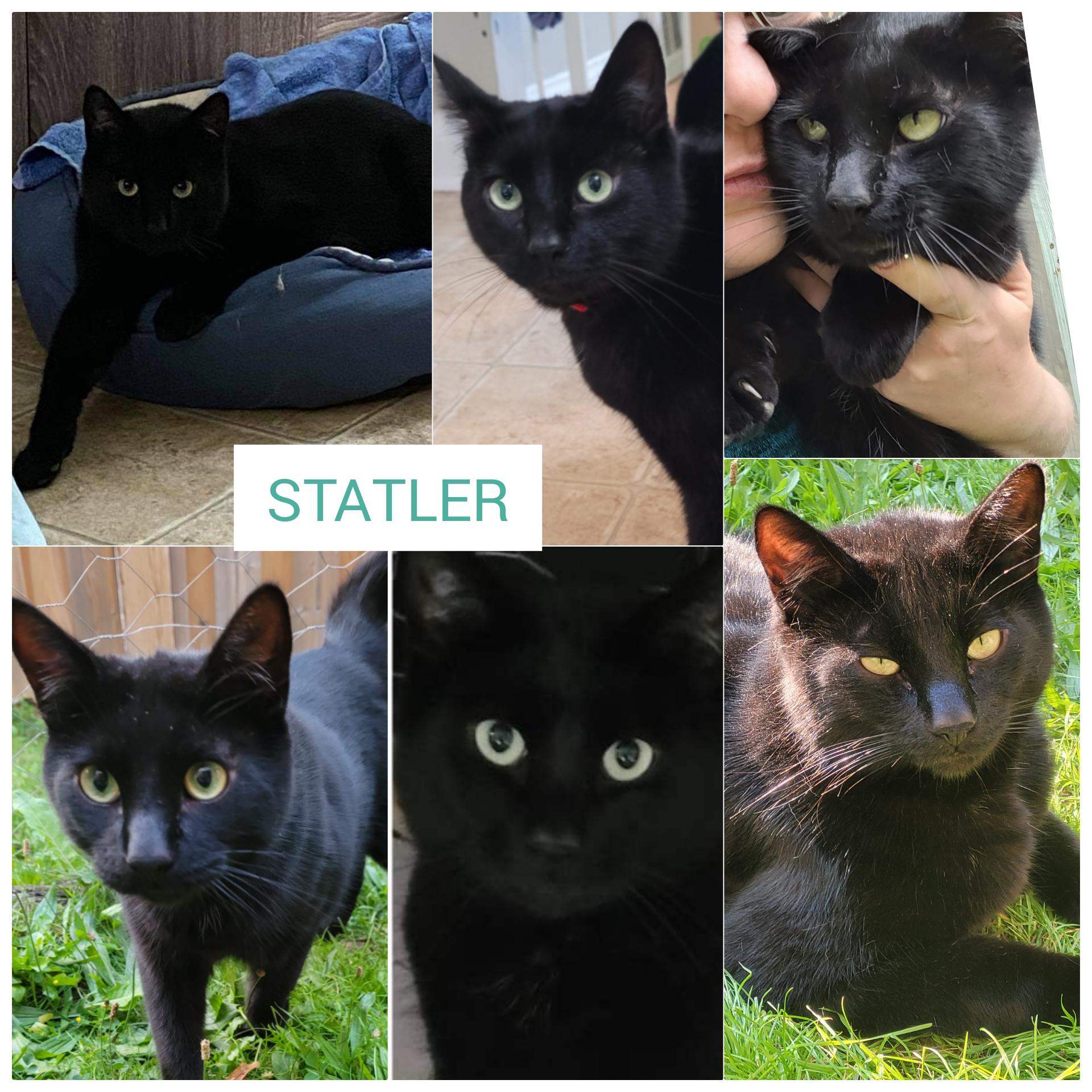 Enlarge Statler, a Adopted Domestic Short Hair in Guelph, ON image 3/6