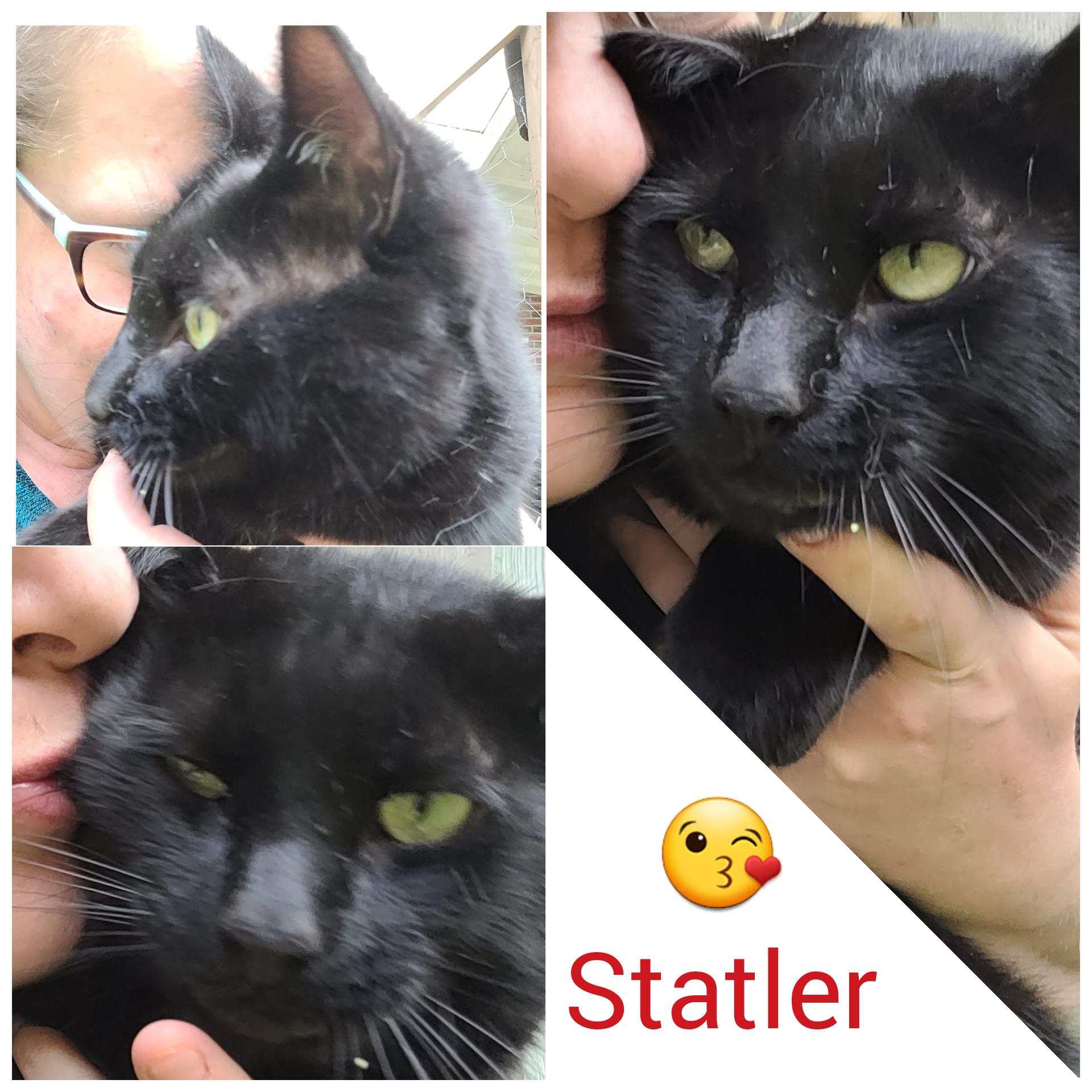 Enlarge Statler, a Adopted Domestic Short Hair in Guelph, ON image 6/6