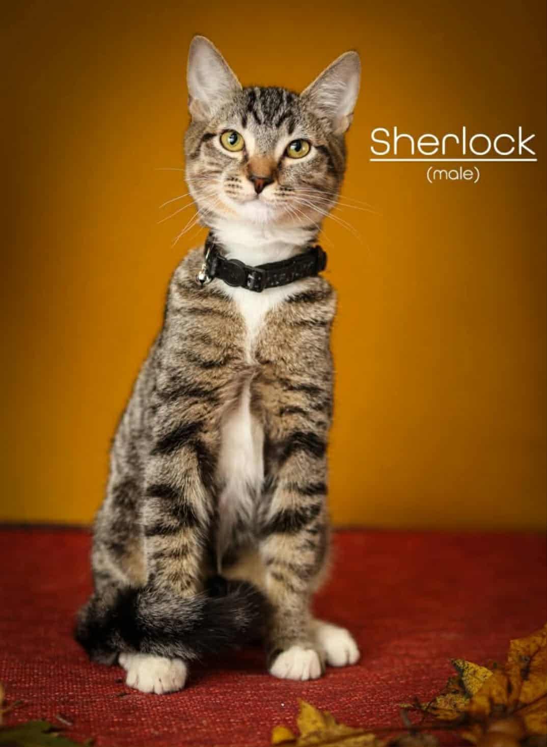 Enlarge Sherlock , a ADOPTABLE Domestic Short Hair in Morganton, NC image 1/4